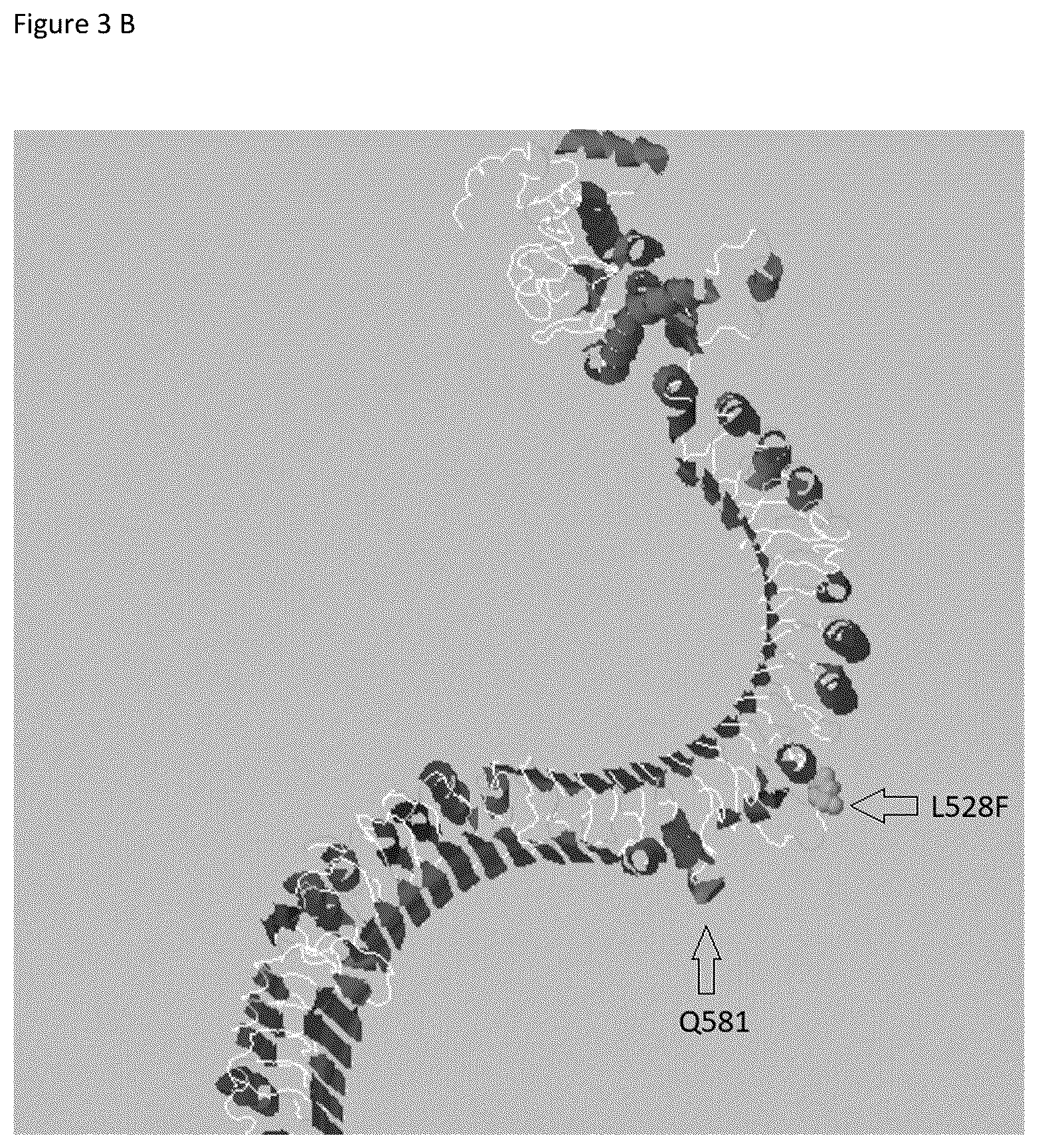 Patent US12588612 Figure 5 – Parthenocarpic watermelon plants