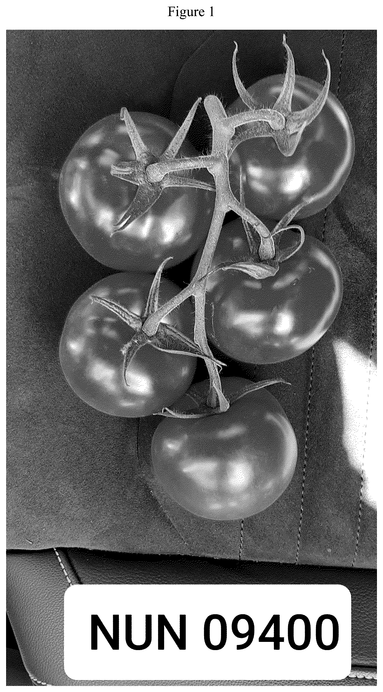 Patent US12588645 Figure 1 – Tomato variety NUN 09400 TOF