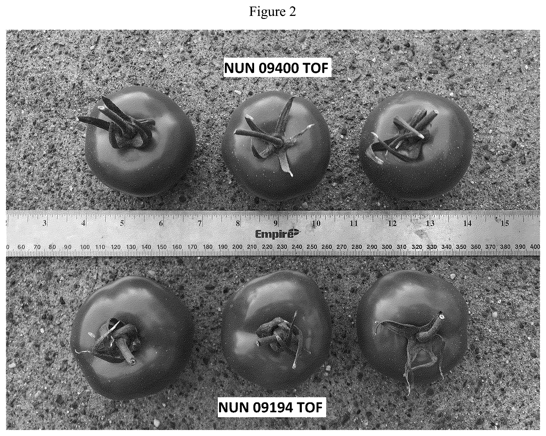 Patent US12588645 Figure 2 – Tomato variety NUN 09400 TOF