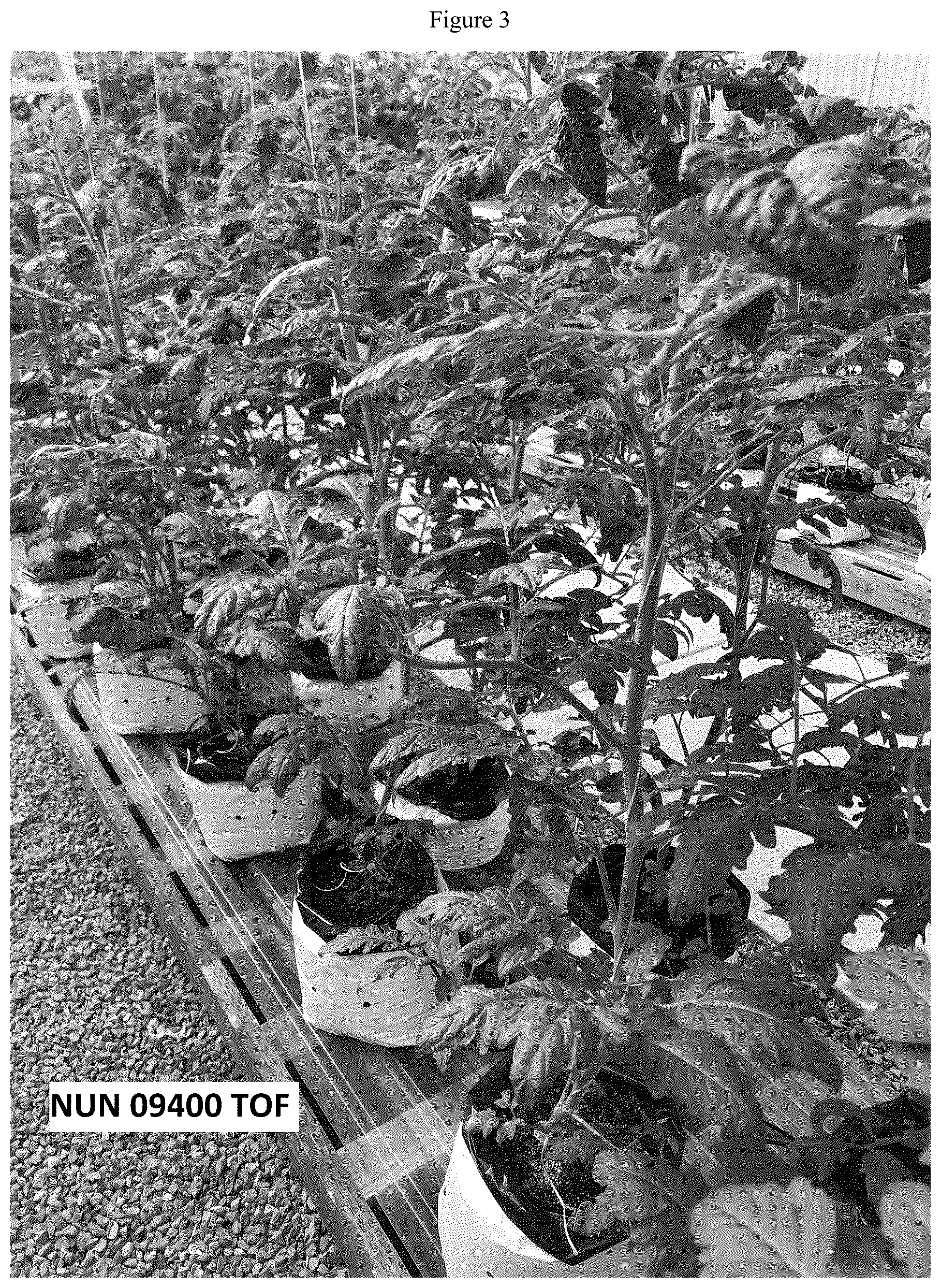 Patent US12588645 Figure 3 – Tomato variety NUN 09400 TOF