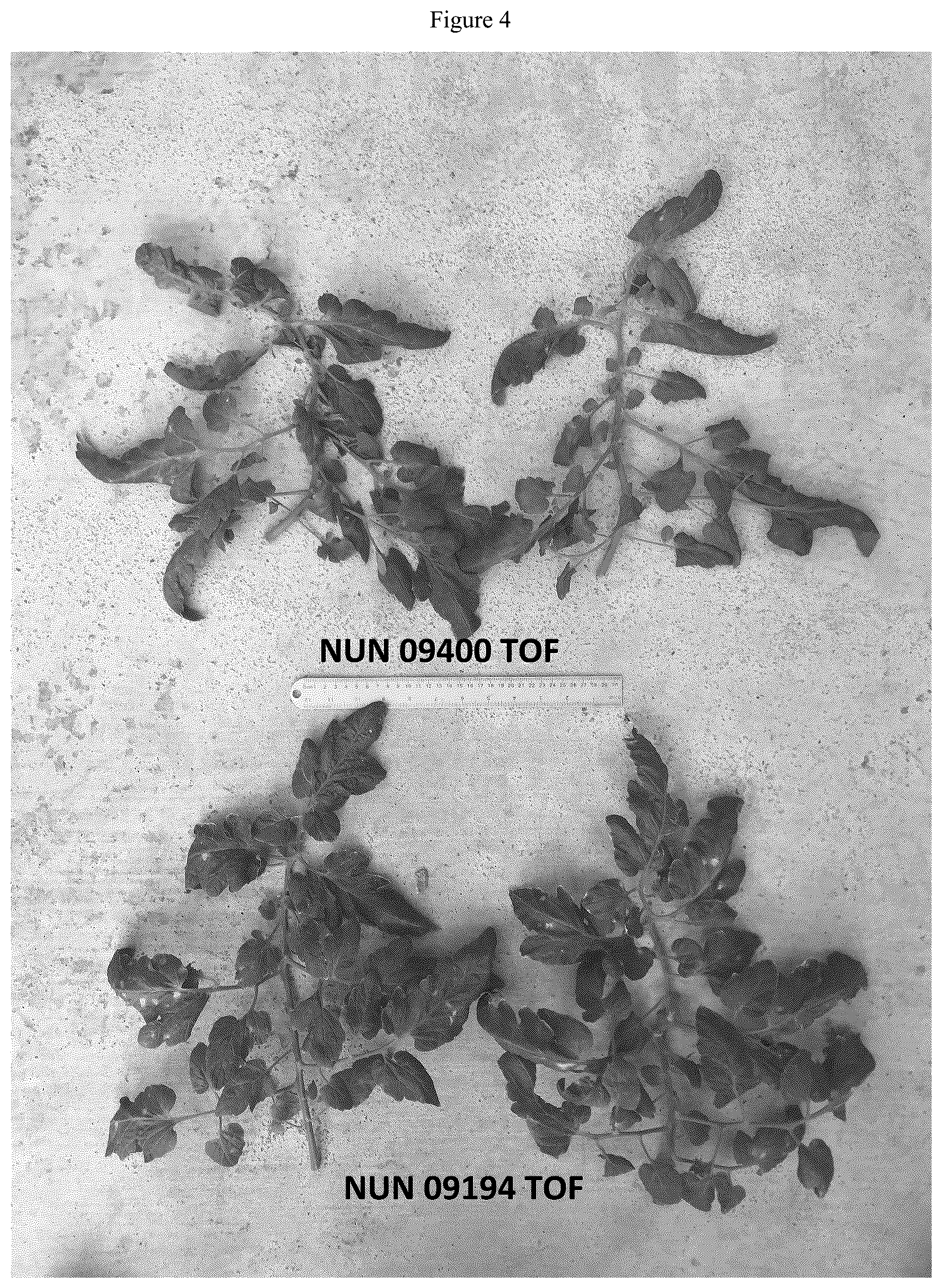 Patent US12588645 Figure 4 – Tomato variety NUN 09400 TOF