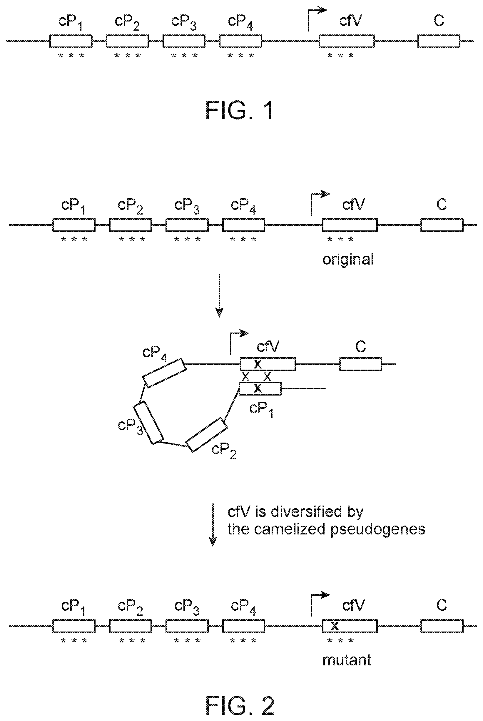 Patent US12588664 Figure 1 – Production of antibodies by modification of an autonomous heavy chain variable domain by gene conversion
