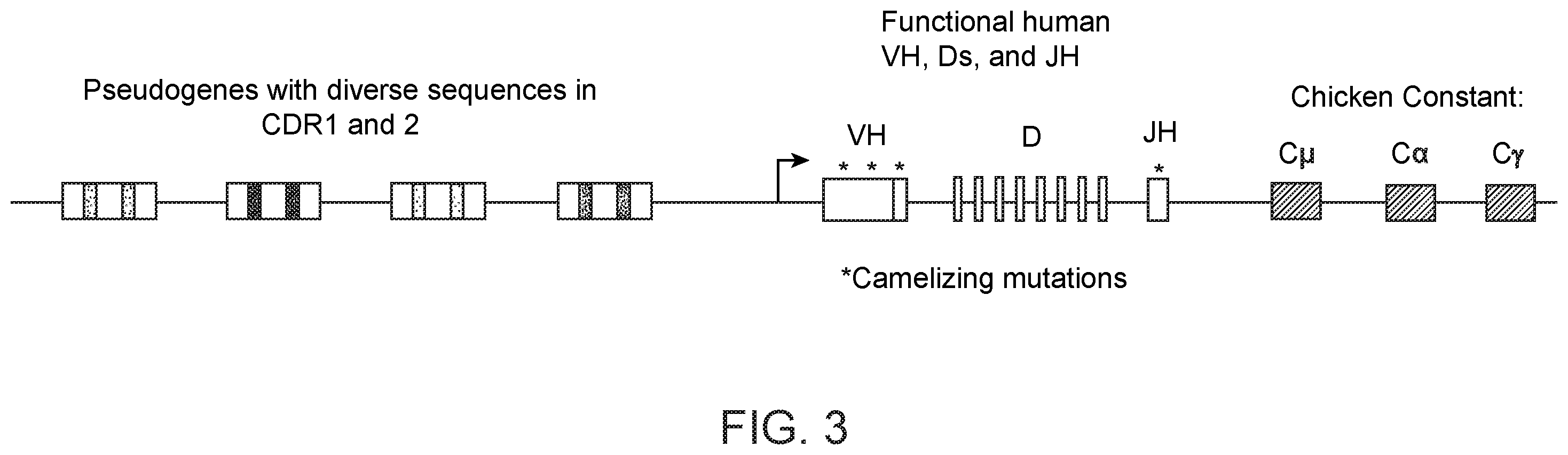 Patent US12588664 Figure 2 – Production of antibodies by modification of an autonomous heavy chain variable domain by gene conversion