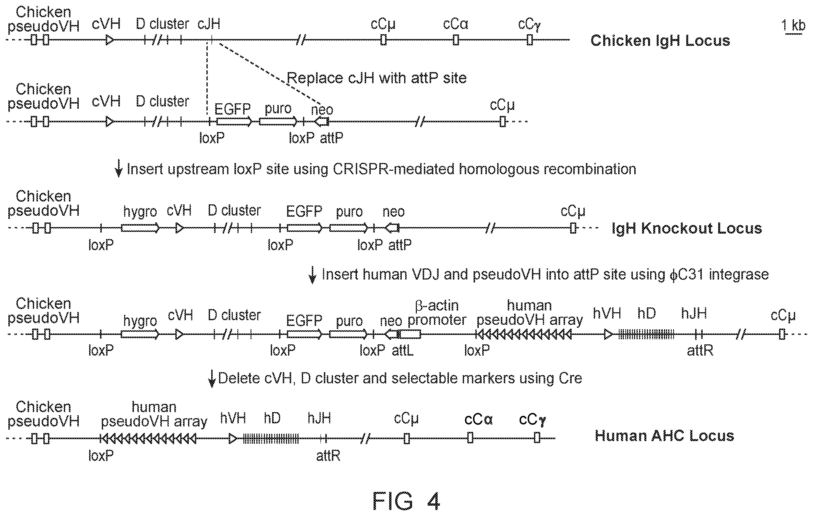 Patent US12588664 Figure 3 – Production of antibodies by modification of an autonomous heavy chain variable domain by gene conversion