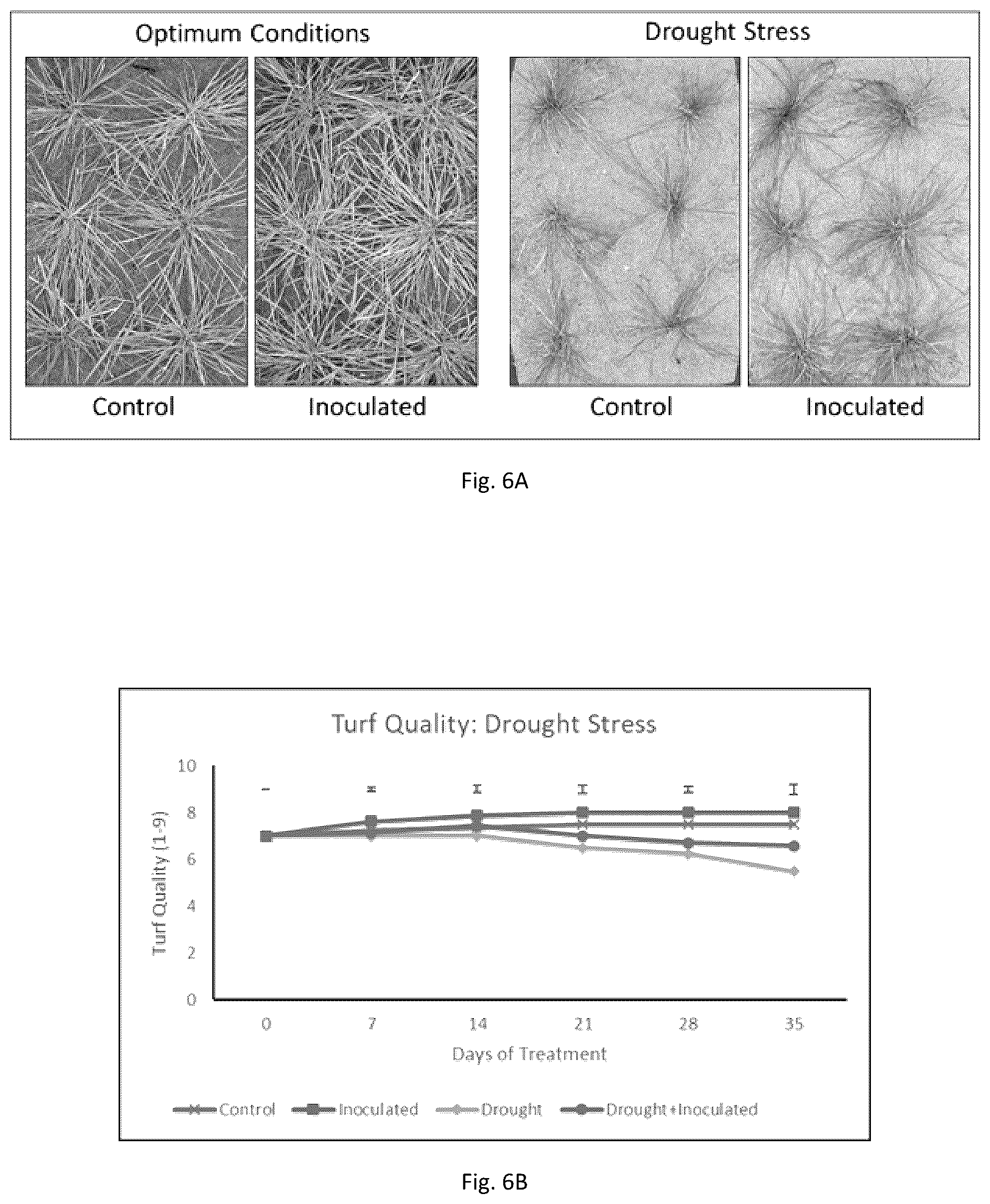 Patent US12590043 Figure 14 – Compositions and methods for improving plant growth and abiotic stress tolerance