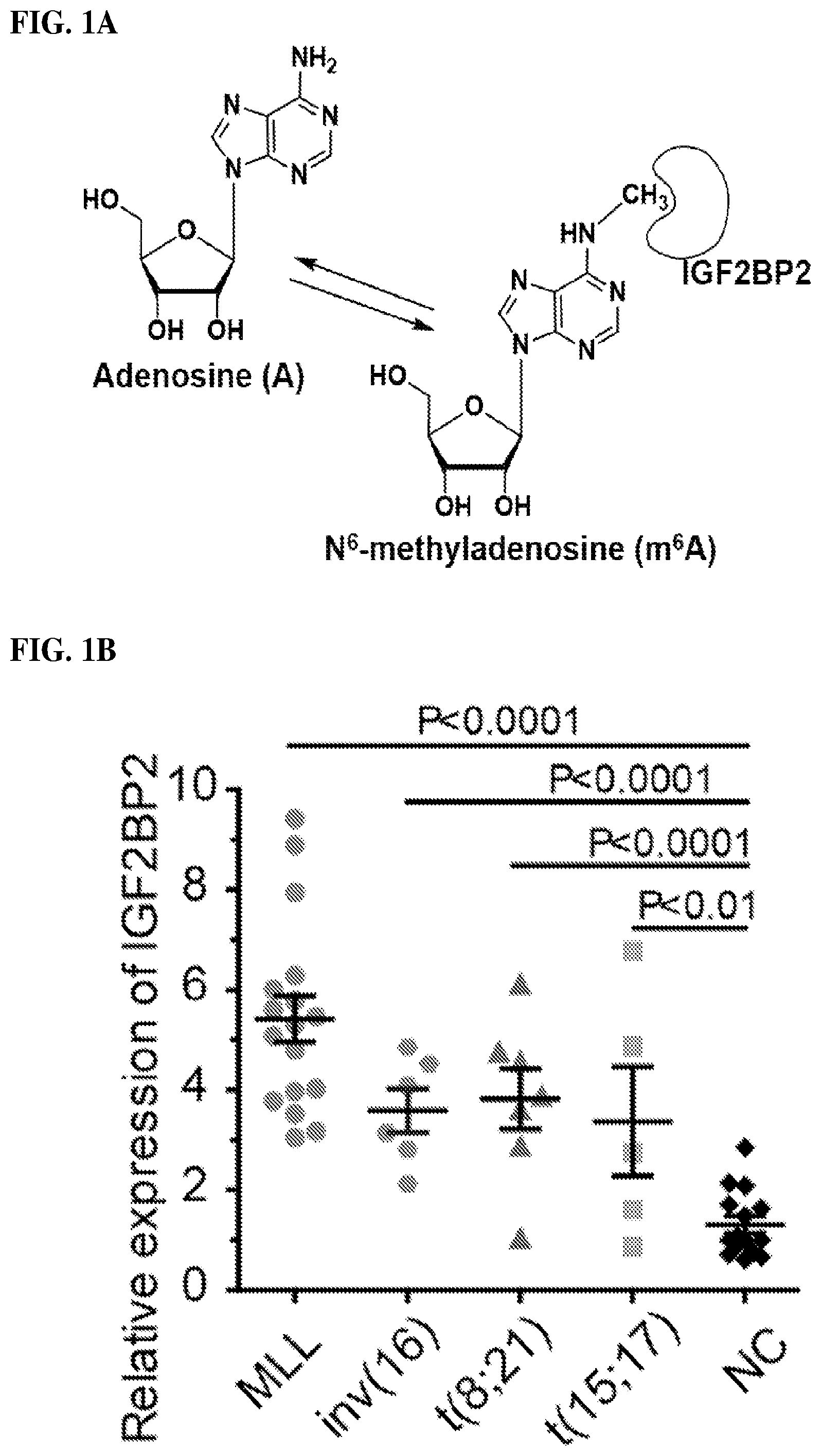 Patent US12590056 Figure 1 – IGF2BP2 inhibitors and uses thereof