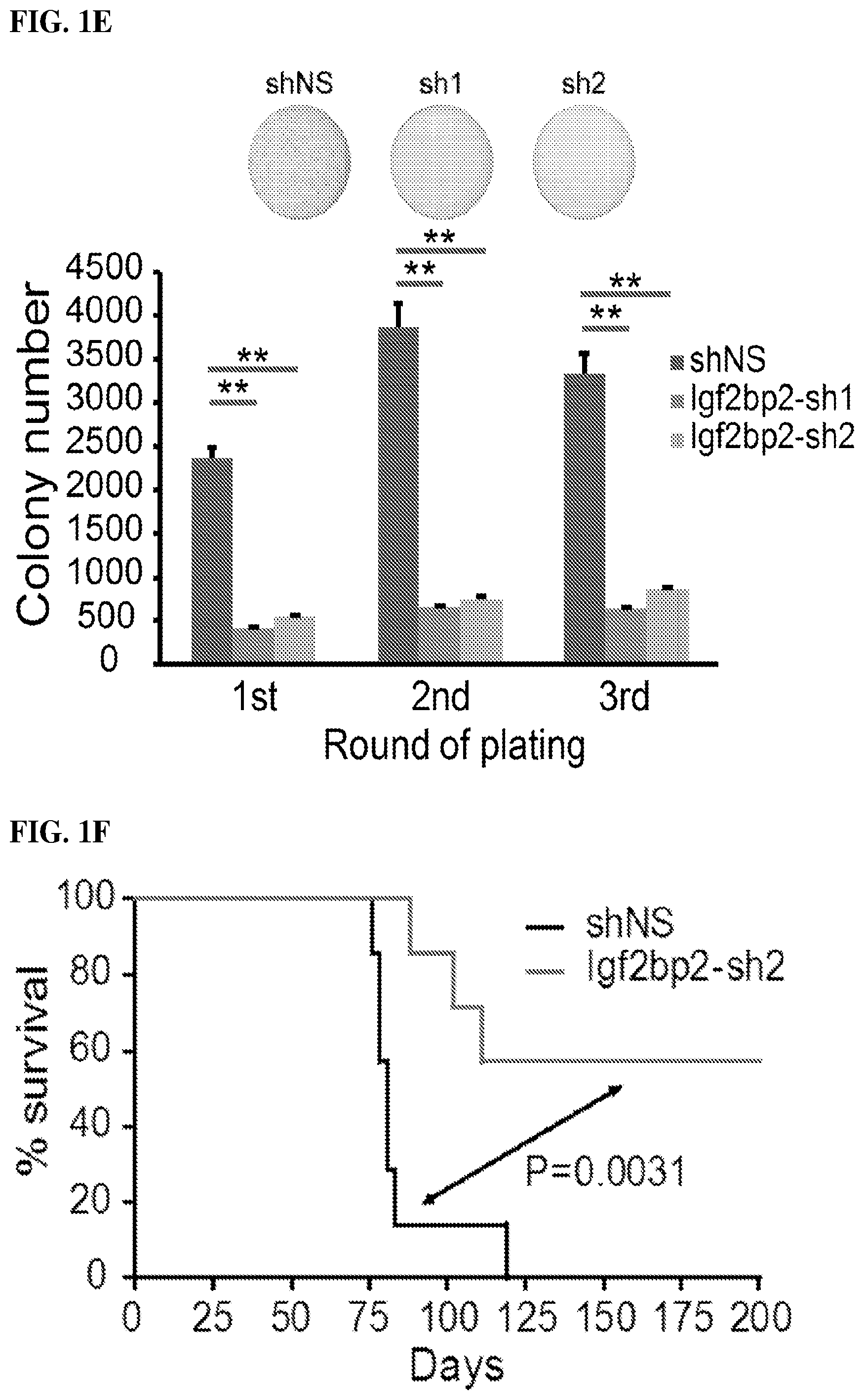 Patent US12590056 Figure 3 – IGF2BP2 inhibitors and uses thereof