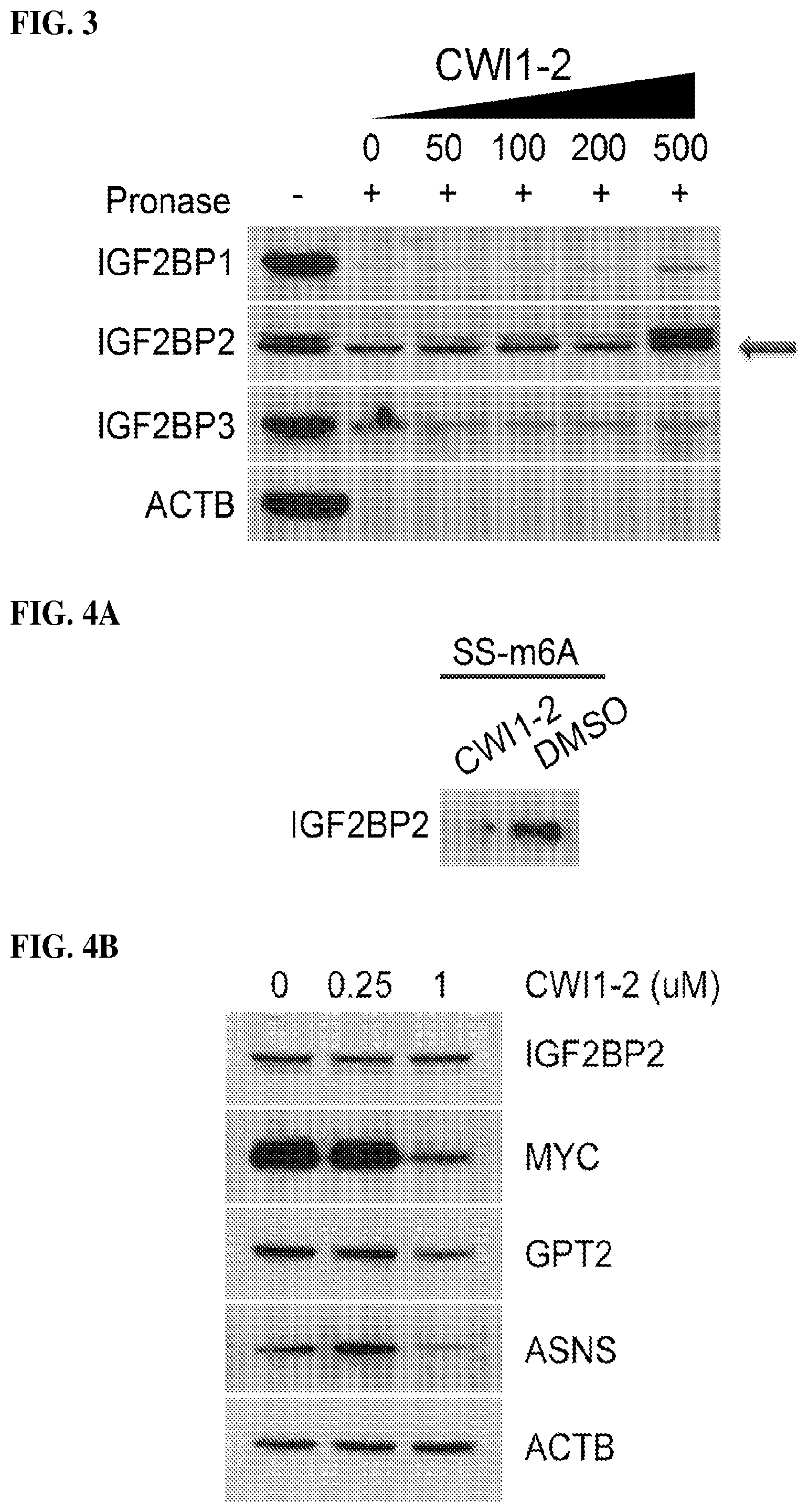 Patent US12590056 Figure 6 – IGF2BP2 inhibitors and uses thereof
