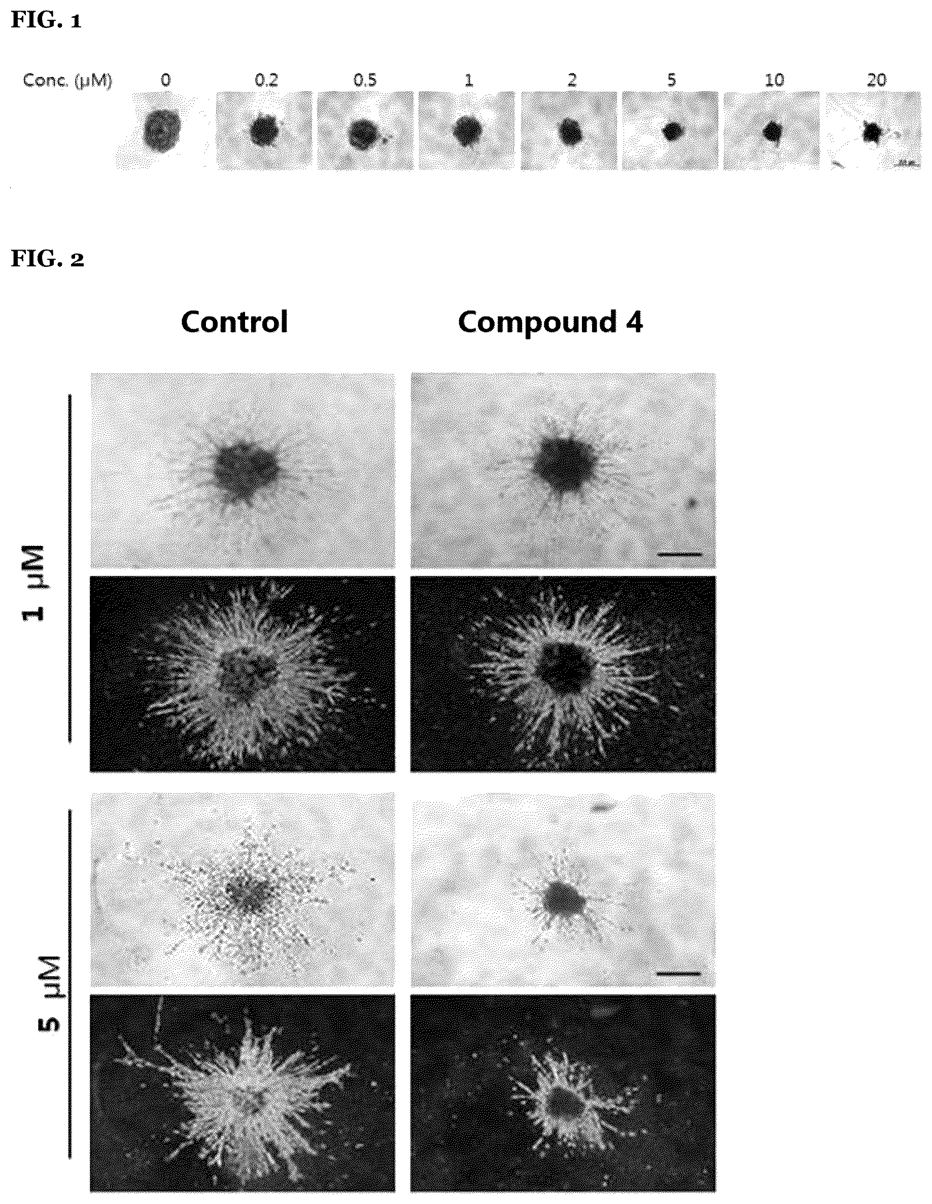 Patent US12590070 Figure 1 – Adamantane derivatives as inhibitors of focal adhesion kinase