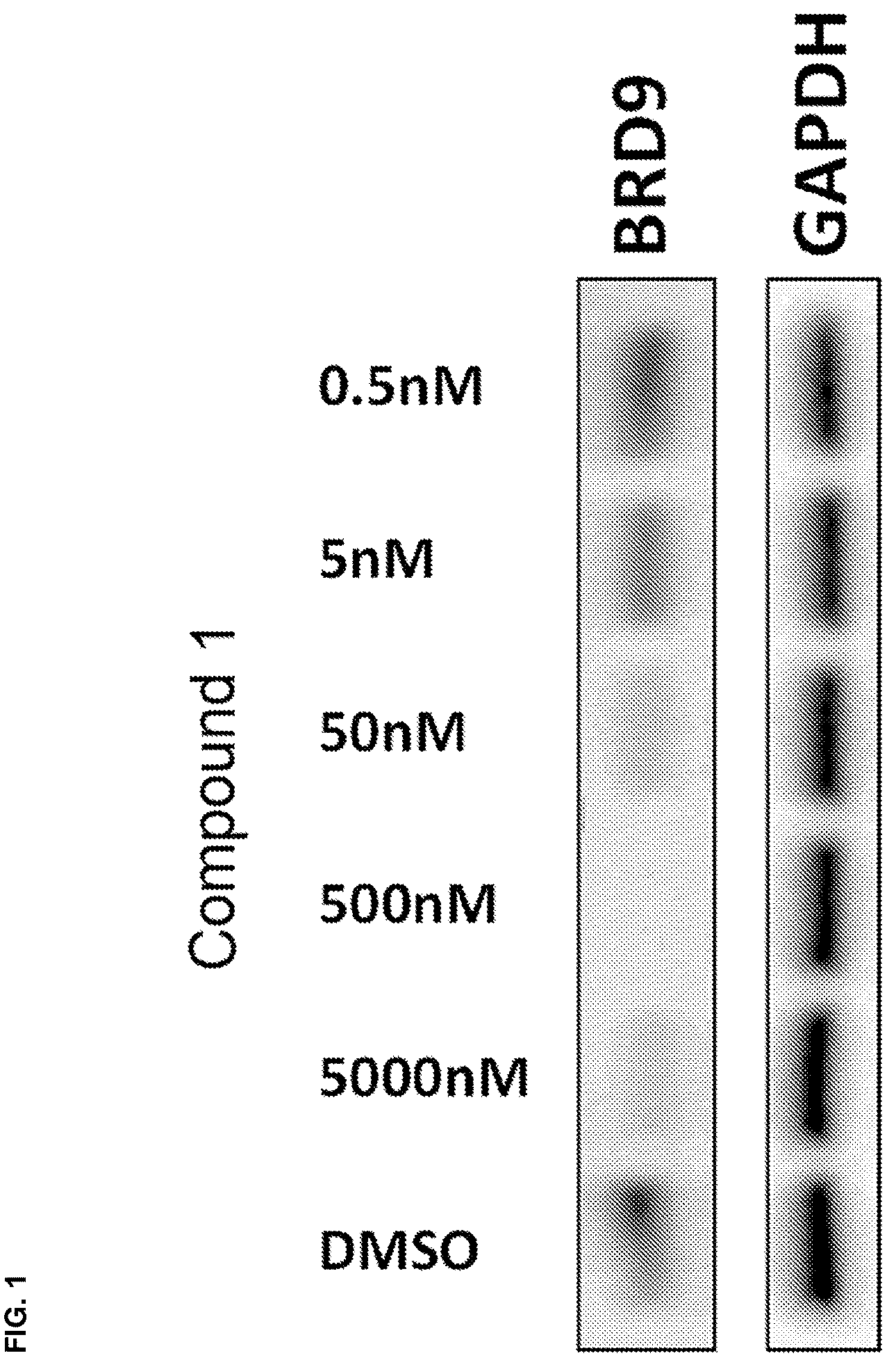 Patent US12590079 Figure 1 – Compounds and uses thereof