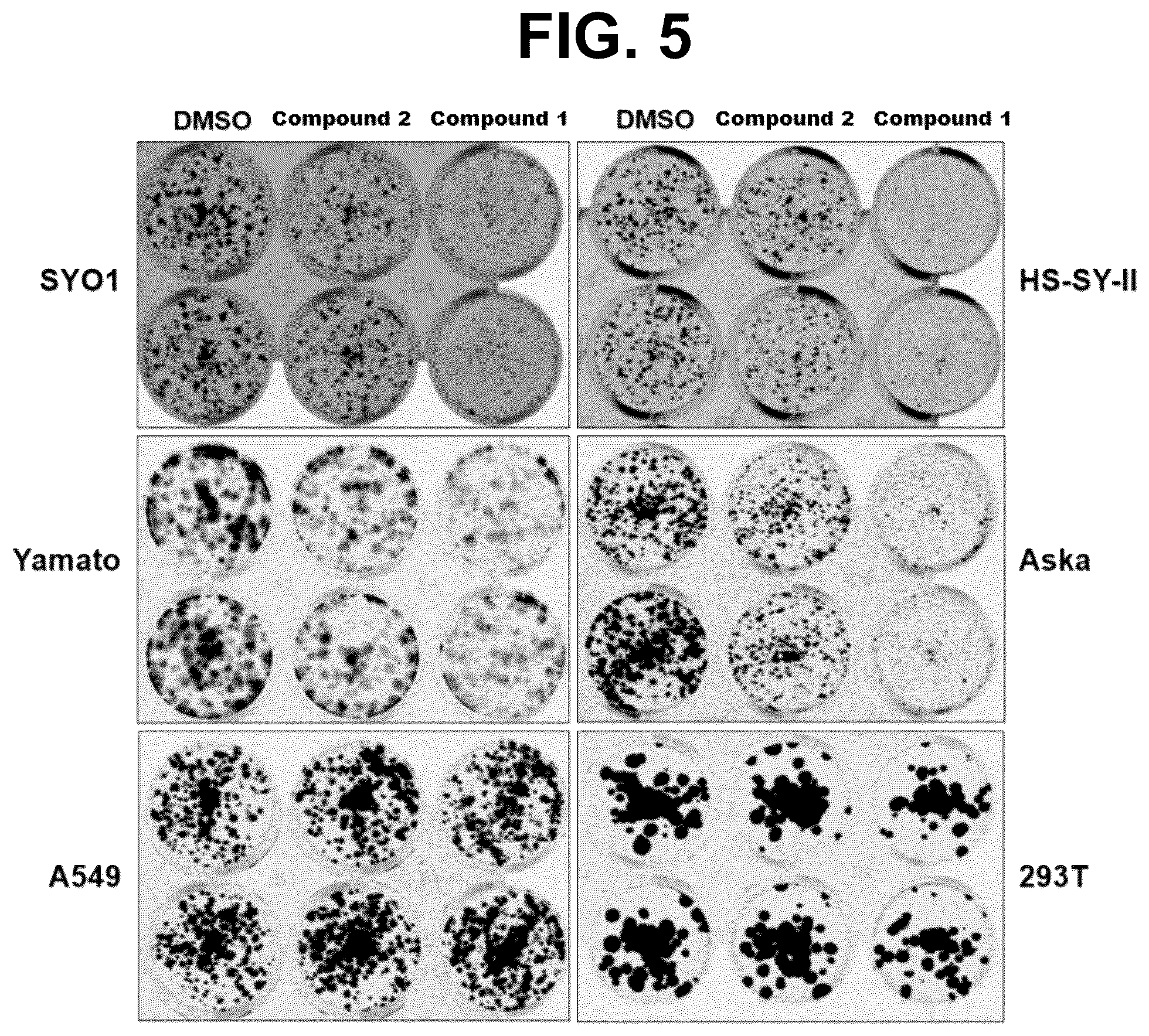 Patent US12590079 Figure 5 – Compounds and uses thereof
