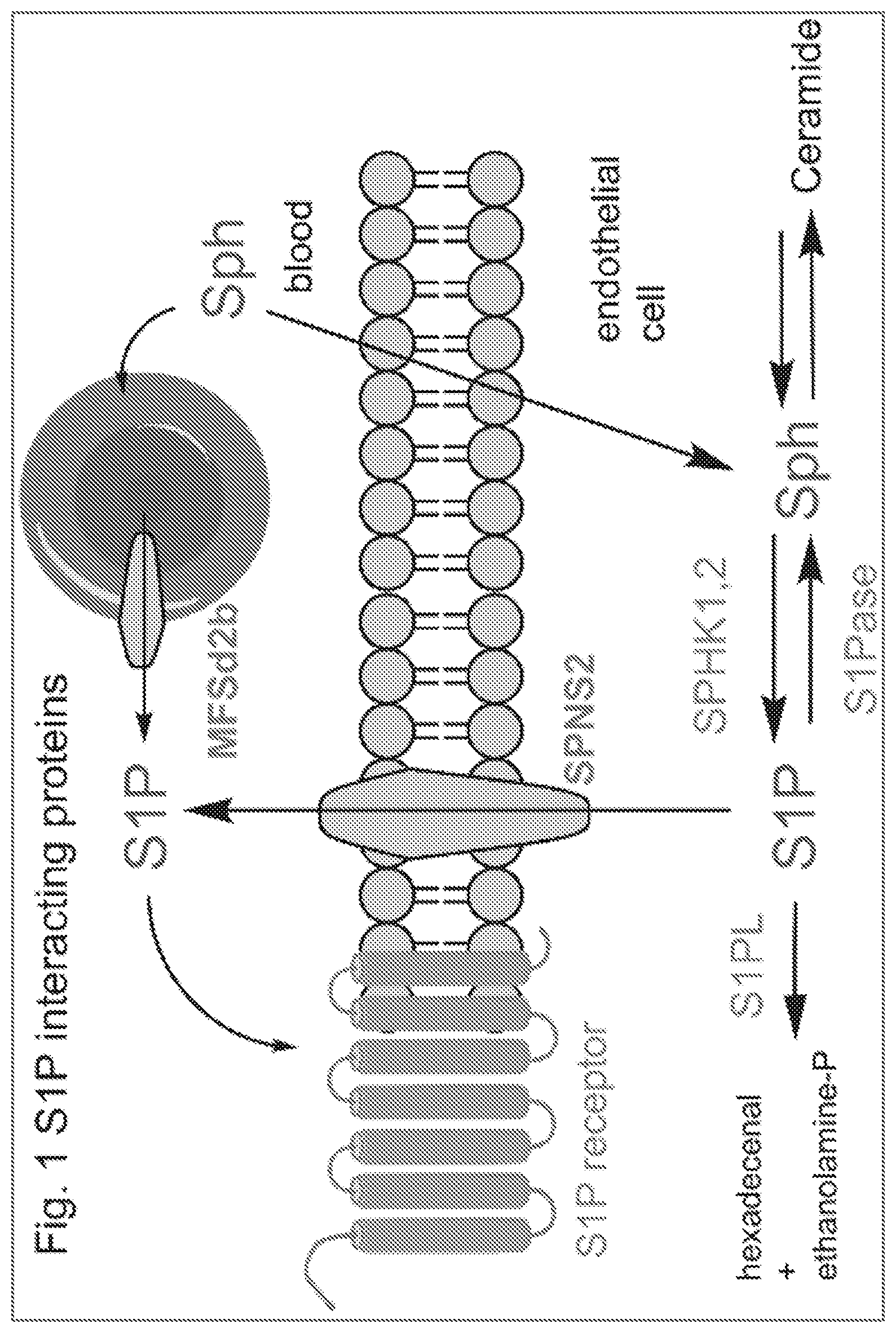 Patent US12590083 — Inhibitors of spinster homolog 2 (SPNS2) for use in therapy — Figure 1