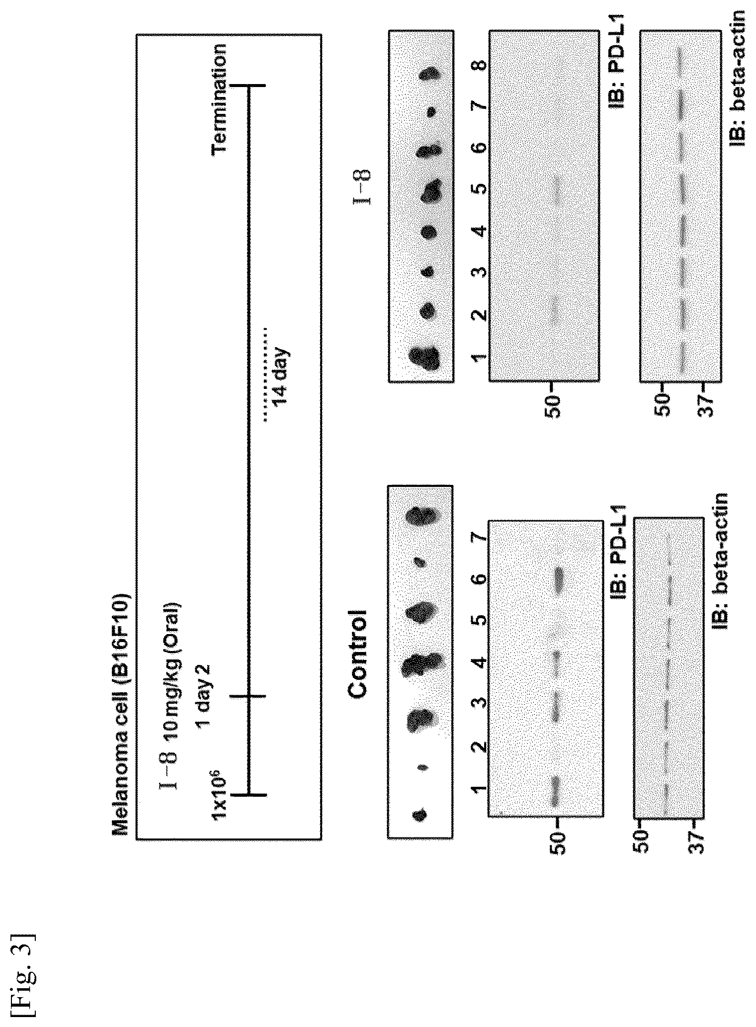 Patent US12590098 Figure 2 – Pyrimido pyrimidinone compound and pharmaceutical composition comprising the same