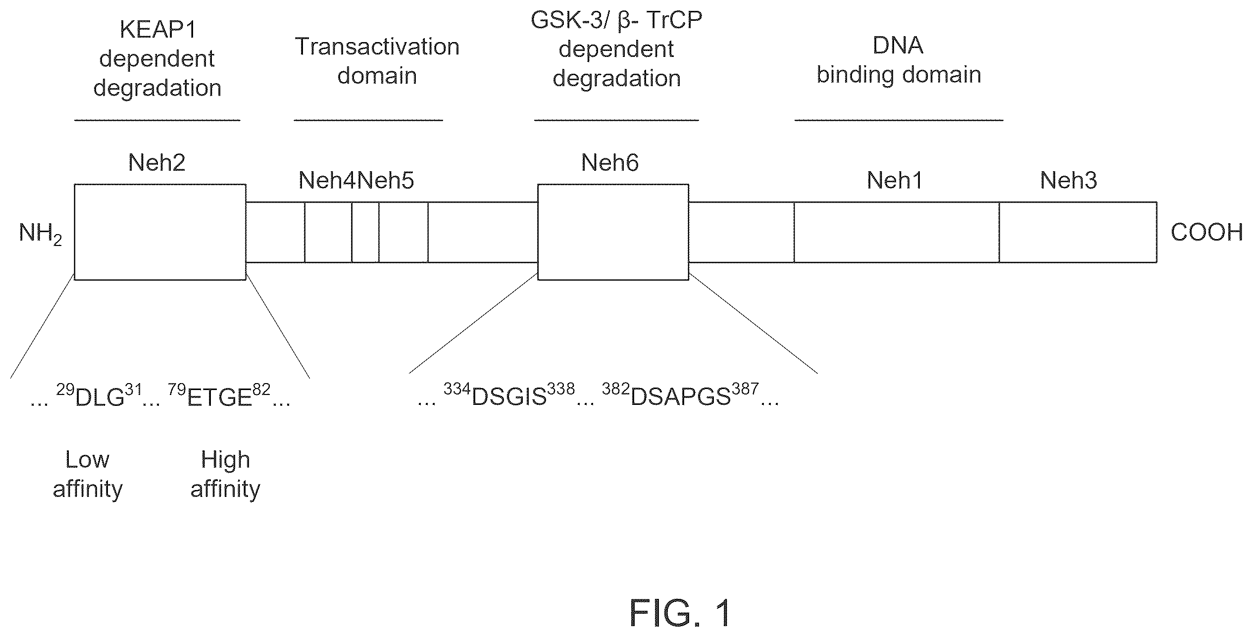 Patent US12590100 Figure 1 – Tetrahydro-spiroindoline-pyrrolopyrrole-triones inhibitors of the NRF2-β-TrCP interaction for use in the treatment of fatty liver disease