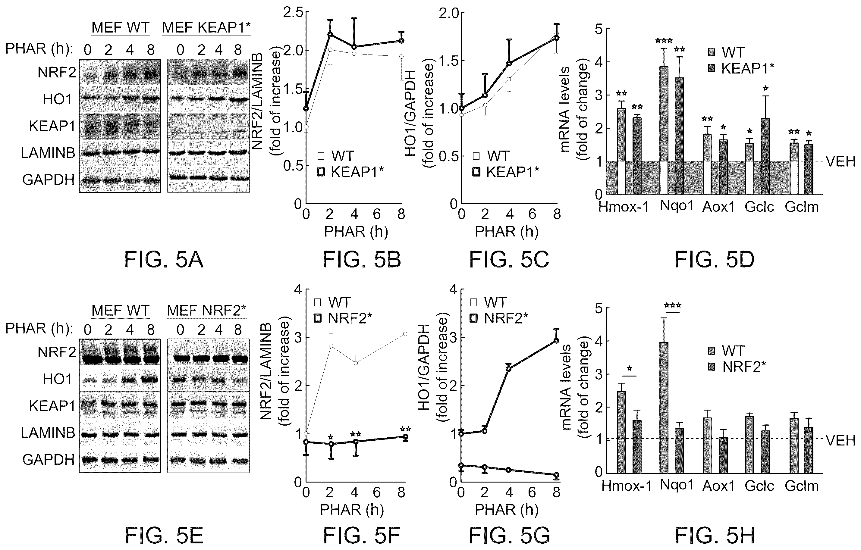 Patent US12590100 Figure 5 – Tetrahydro-spiroindoline-pyrrolopyrrole-triones inhibitors of the NRF2-β-TrCP interaction for use in the treatment of fatty liver disease