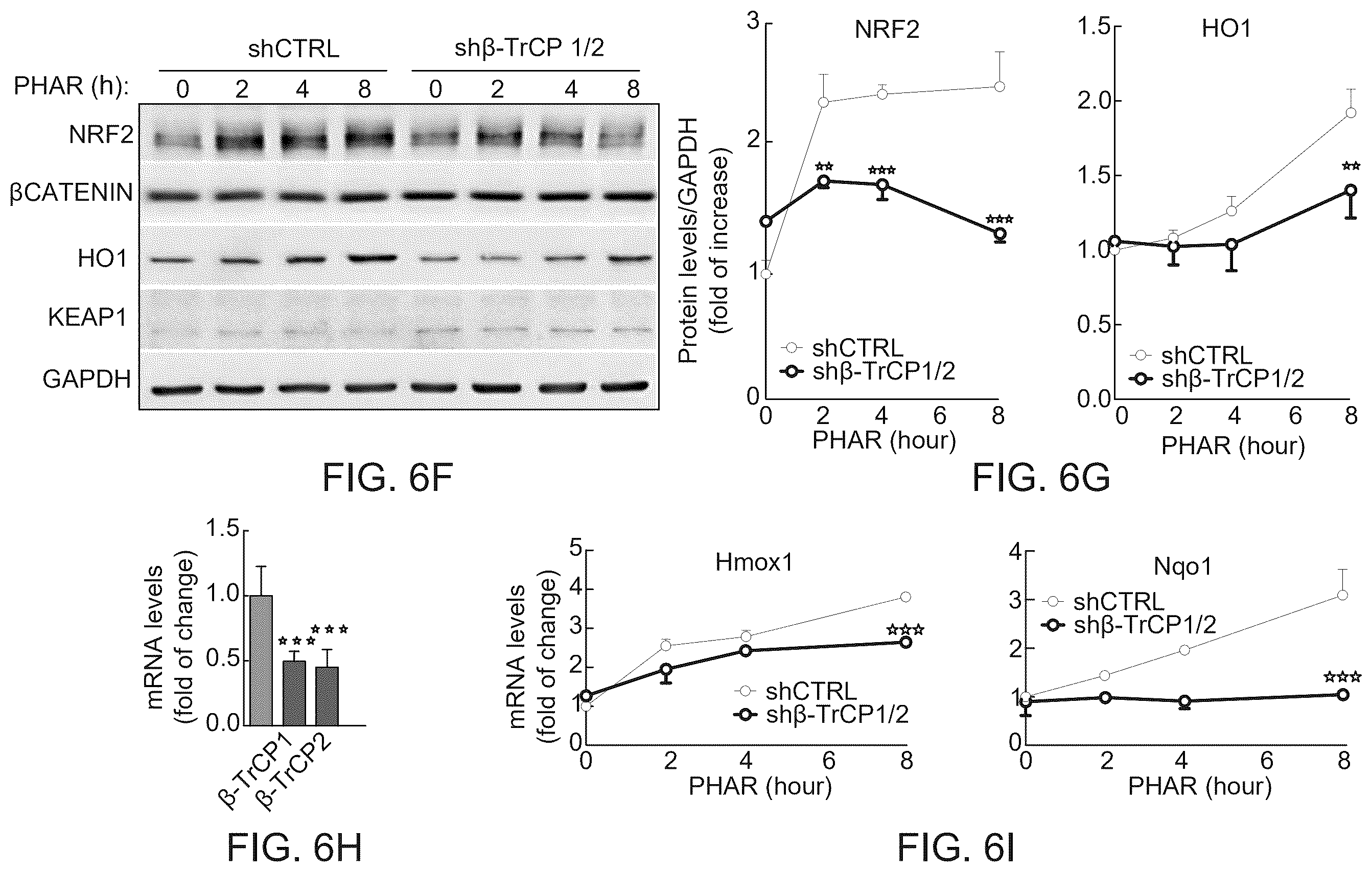 Patent US12590100 Figure 7 – Tetrahydro-spiroindoline-pyrrolopyrrole-triones inhibitors of the NRF2-β-TrCP interaction for use in the treatment of fatty liver disease