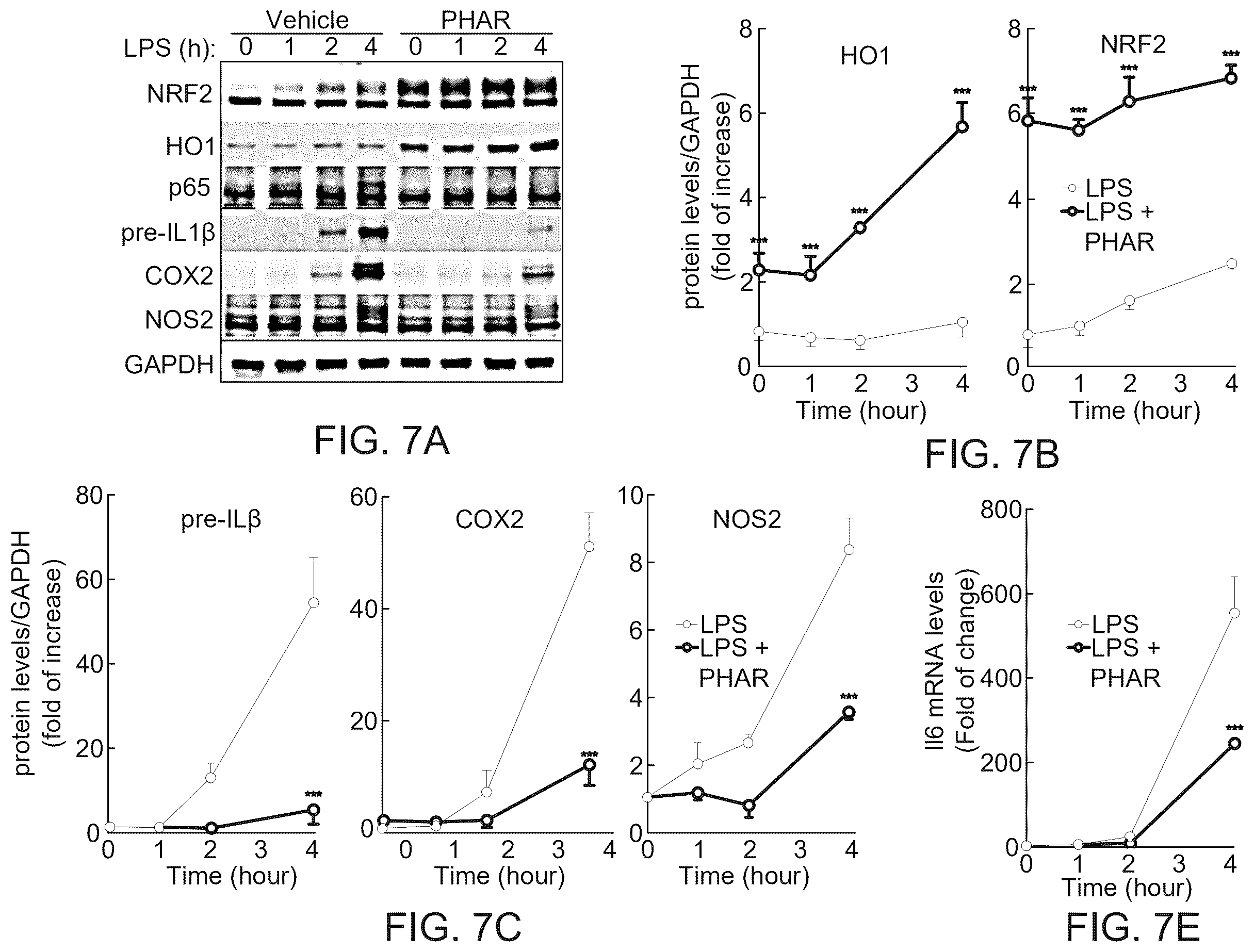 Patent US12590100 Figure 8 – Tetrahydro-spiroindoline-pyrrolopyrrole-triones inhibitors of the NRF2-β-TrCP interaction for use in the treatment of fatty liver disease