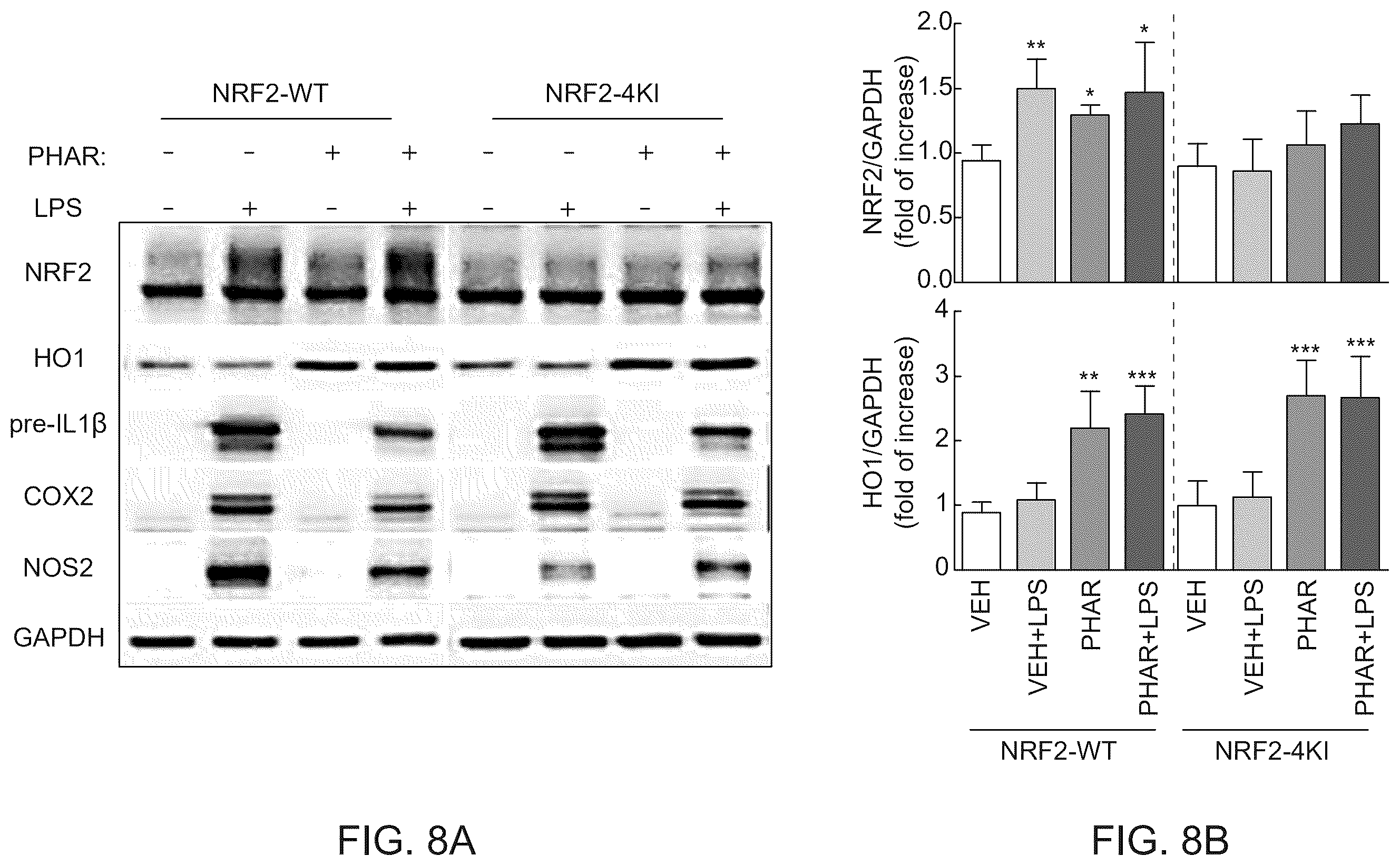 Patent US12590100 Figure 10 – Tetrahydro-spiroindoline-pyrrolopyrrole-triones inhibitors of the NRF2-β-TrCP interaction for use in the treatment of fatty liver disease