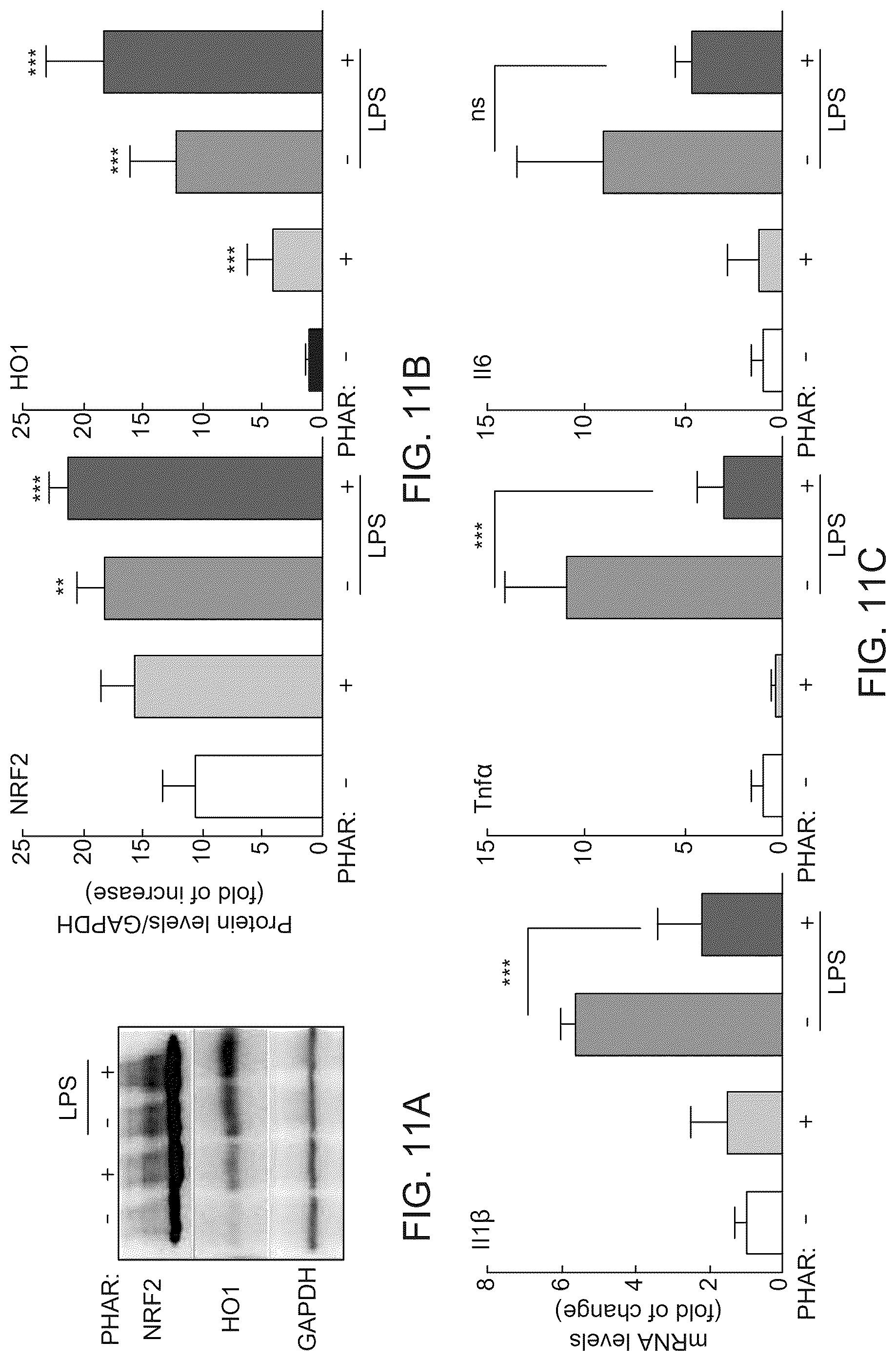 Patent US12590100 Figure 17 – Tetrahydro-spiroindoline-pyrrolopyrrole-triones inhibitors of the NRF2-β-TrCP interaction for use in the treatment of fatty liver disease