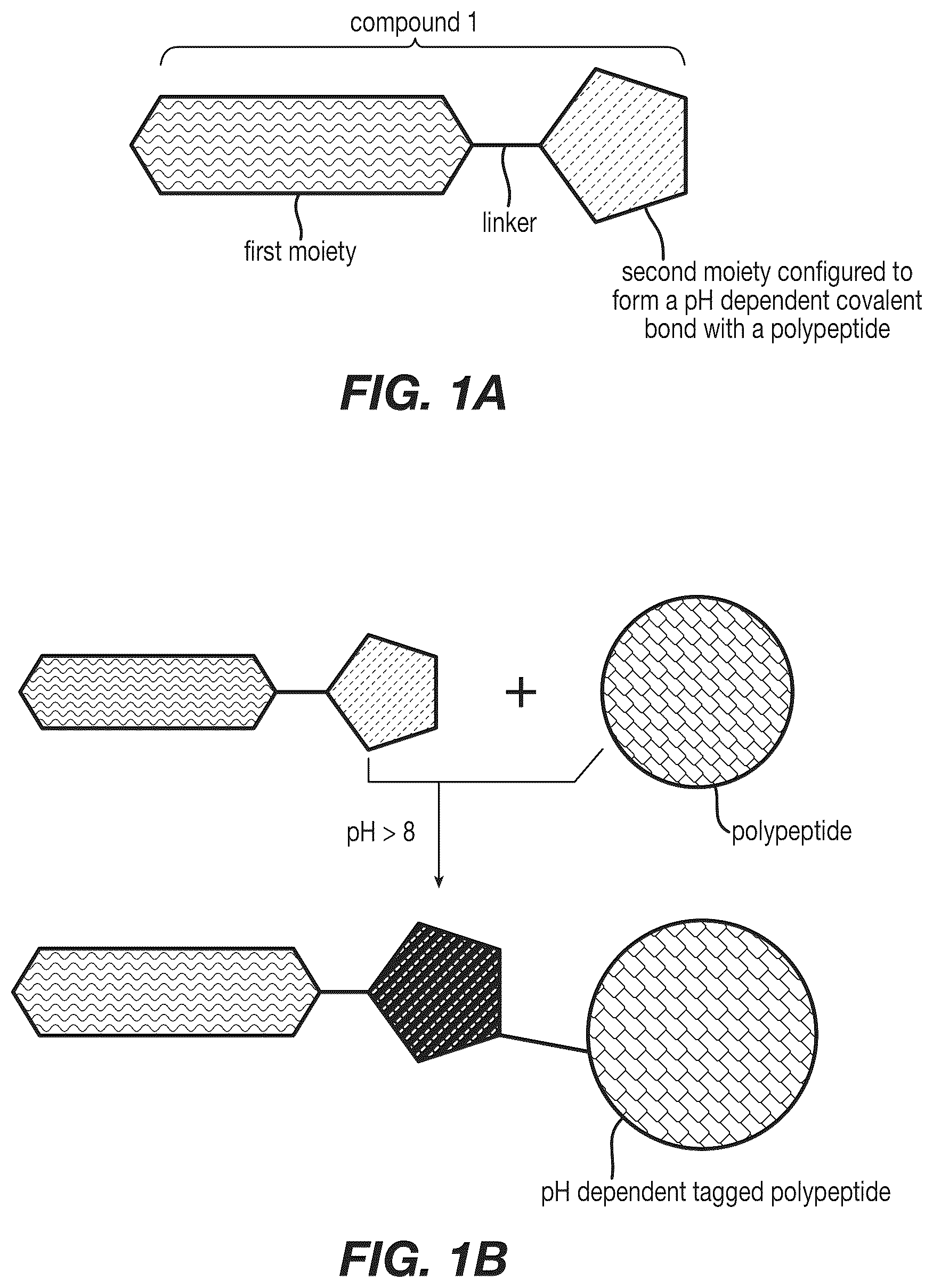 Patent US12590120 Figure 1 – Materials and methods for isolating self-antigen polypeptides