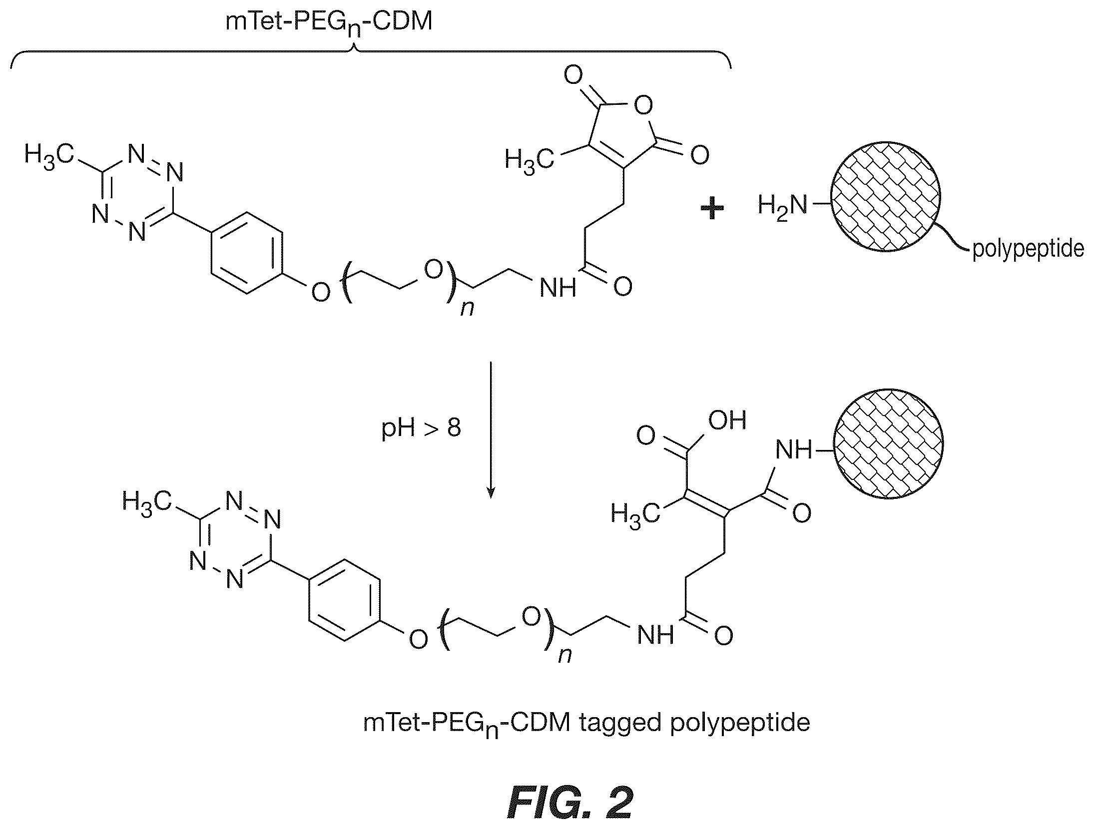 Patent US12590120 Figure 2 – Materials and methods for isolating self-antigen polypeptides
