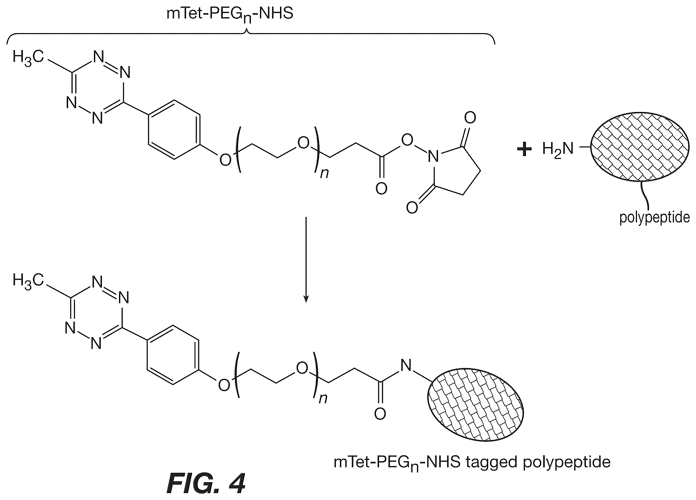 Patent US12590120 Figure 4 – Materials and methods for isolating self-antigen polypeptides