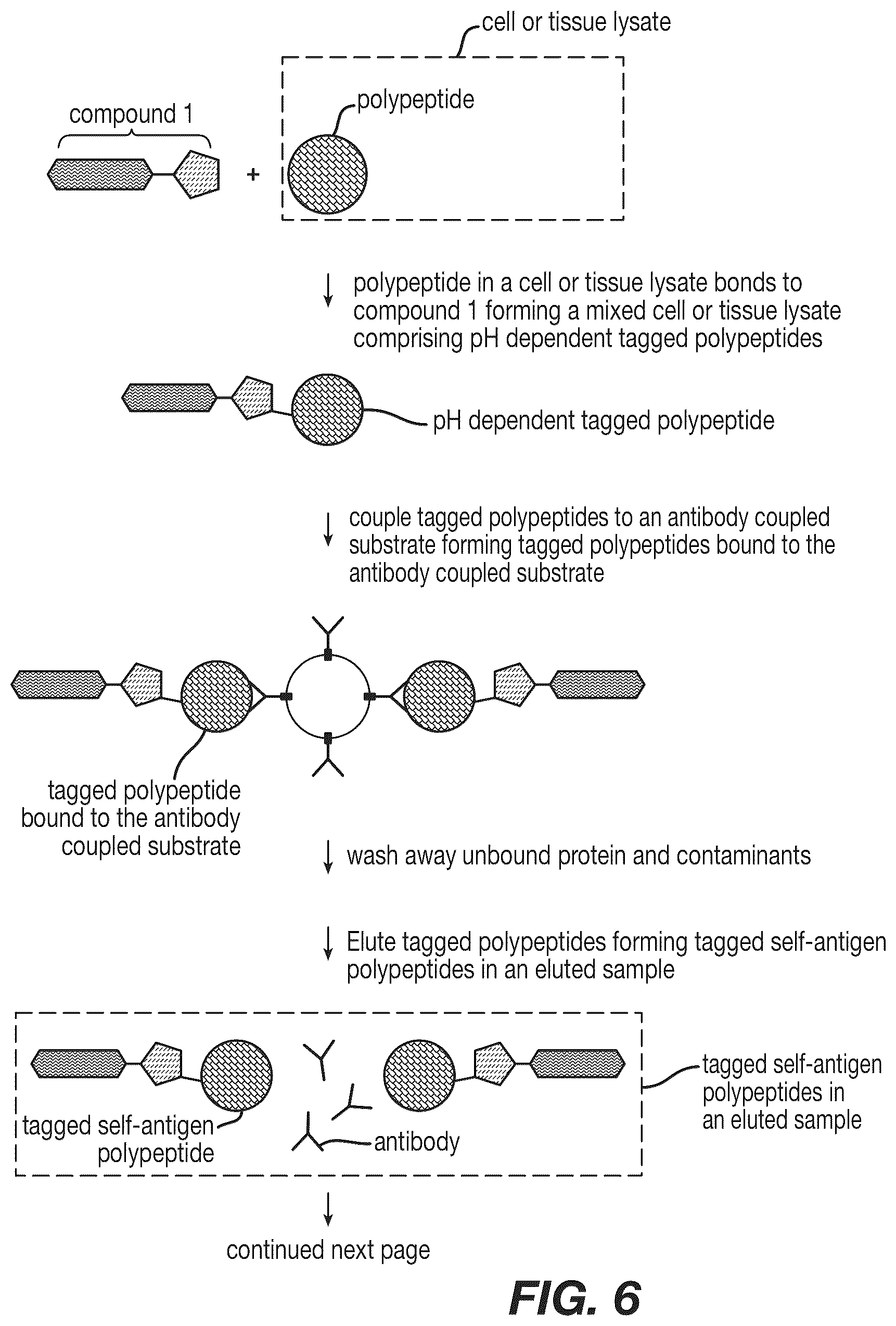 Patent US12590120 Figure 6 – Materials and methods for isolating self-antigen polypeptides