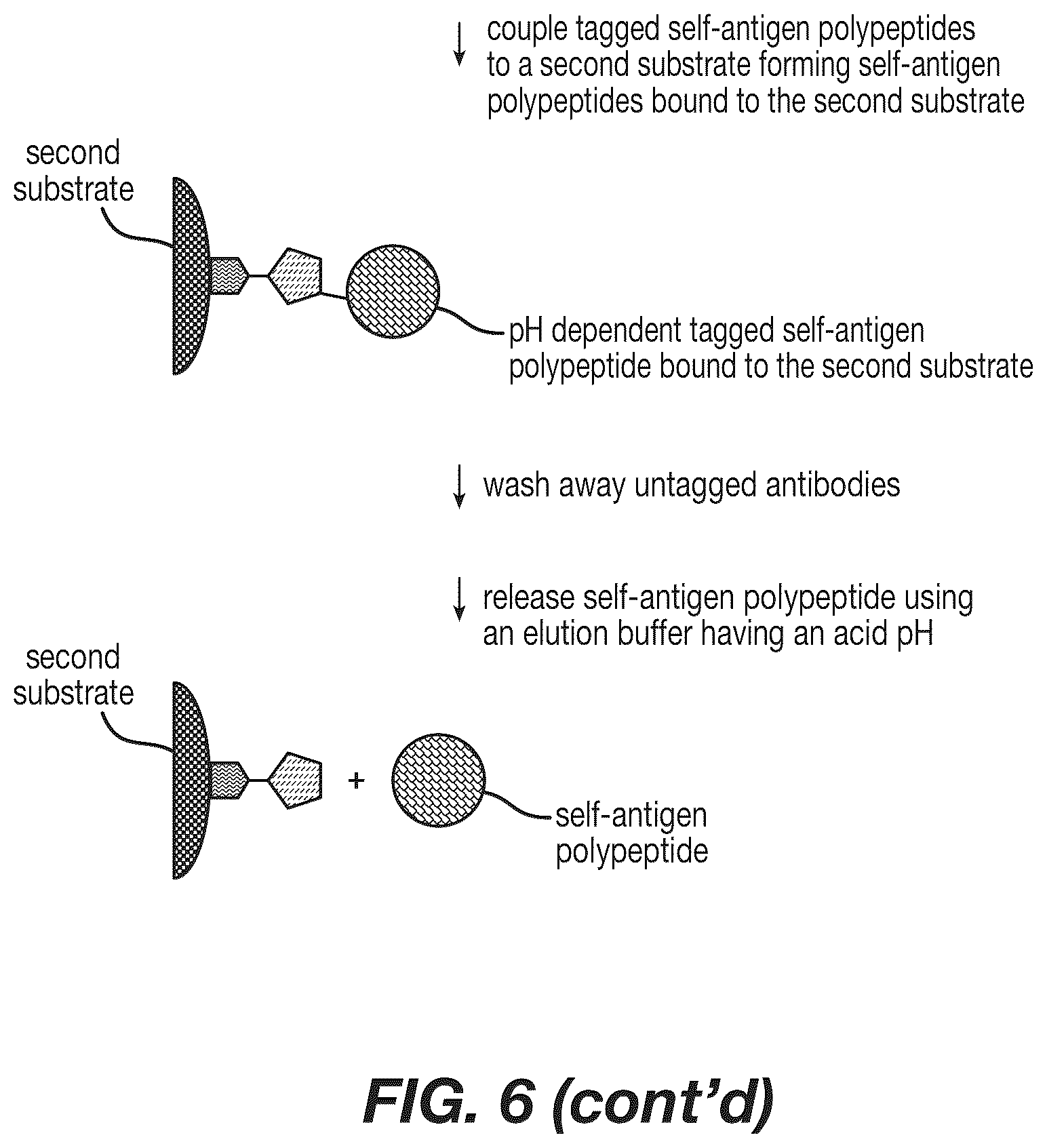 Patent US12590120 Figure 7 – Materials and methods for isolating self-antigen polypeptides