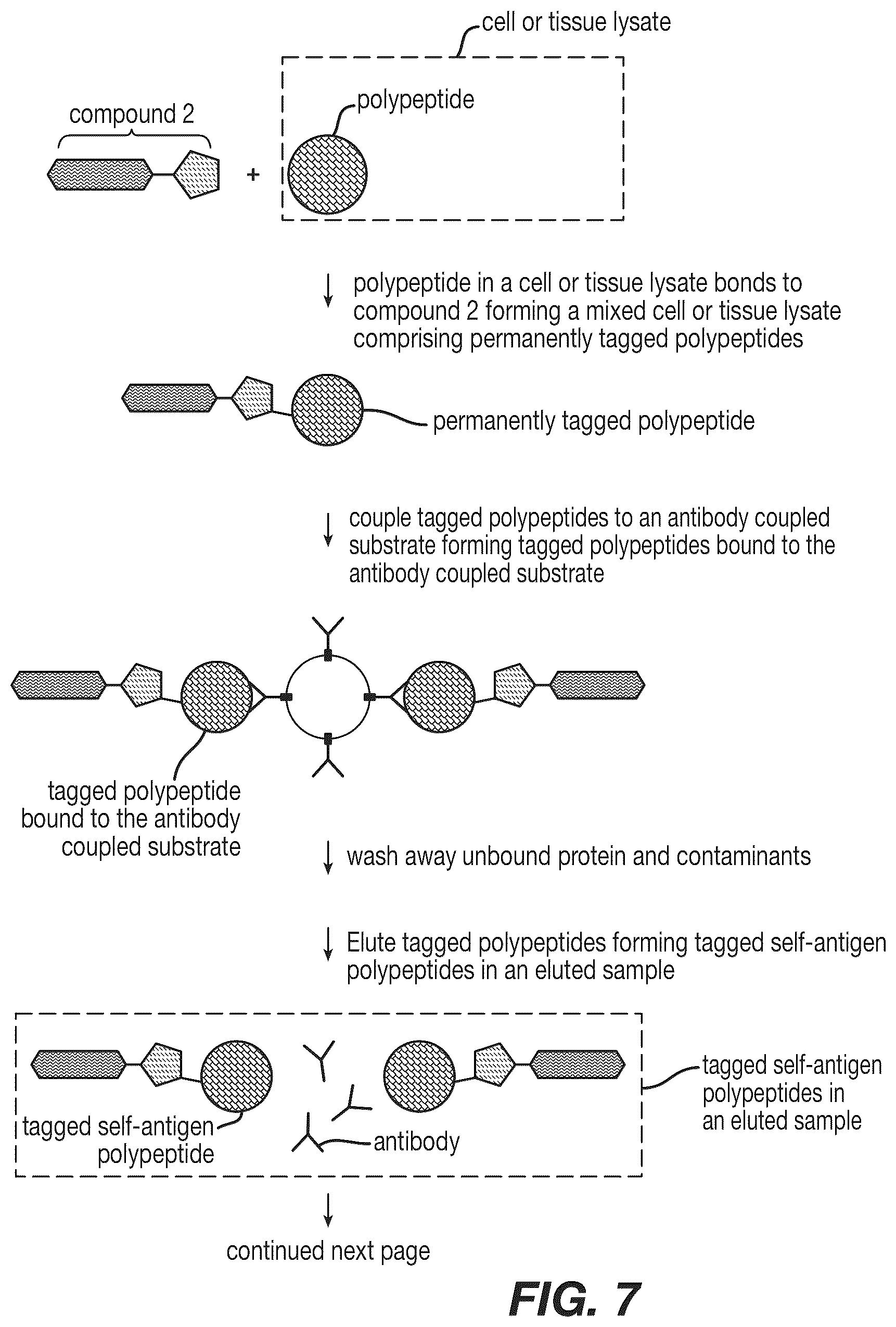 Patent US12590120 Figure 8 – Materials and methods for isolating self-antigen polypeptides