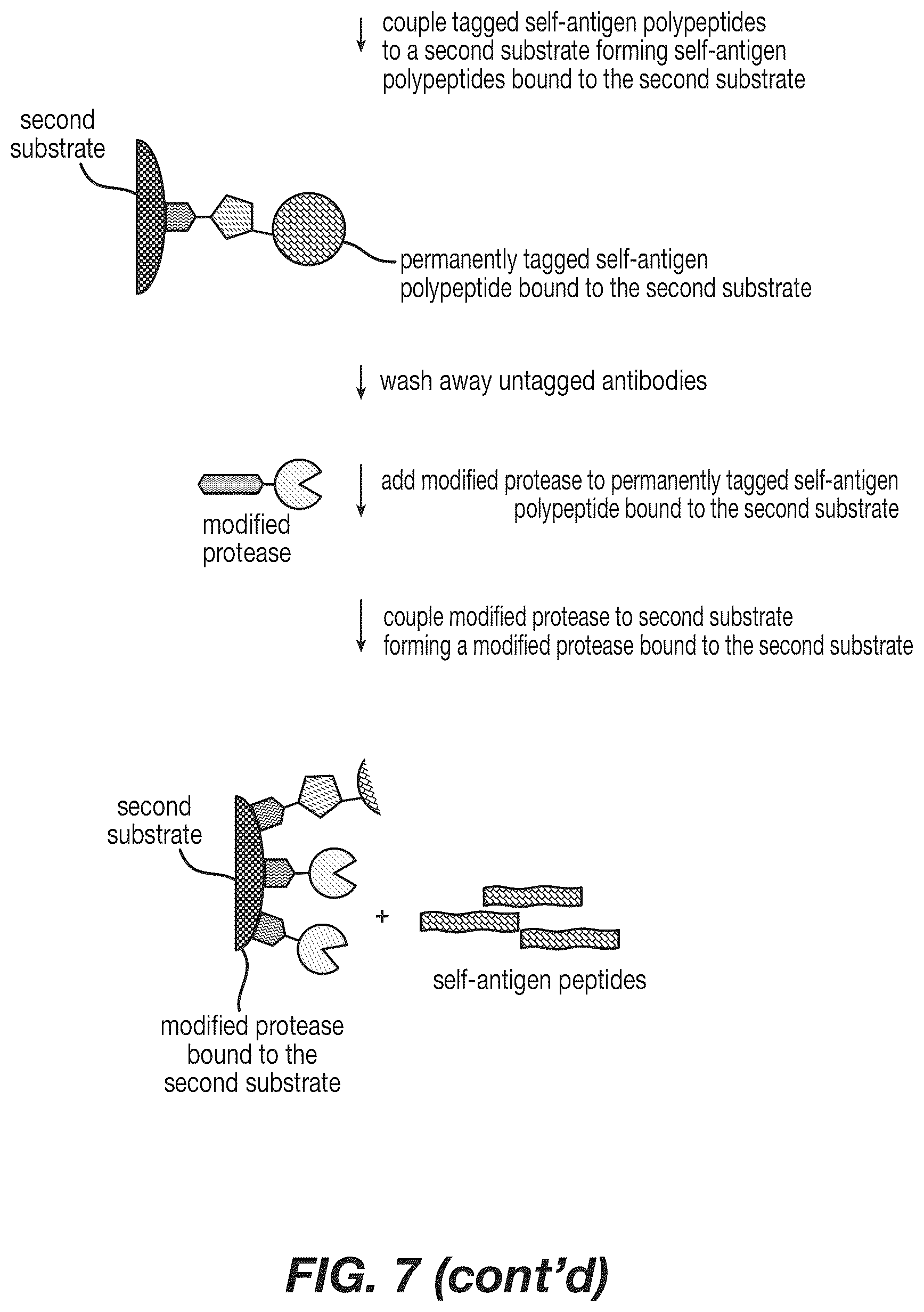 Patent US12590120 Figure 9 – Materials and methods for isolating self-antigen polypeptides