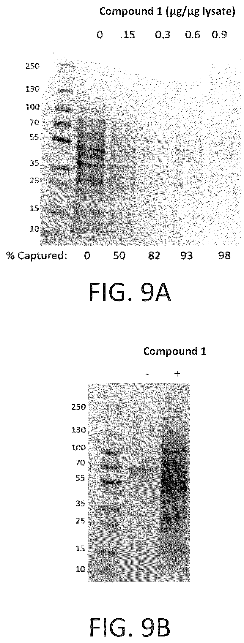 Patent US12590120 Figure 11 – Materials and methods for isolating self-antigen polypeptides