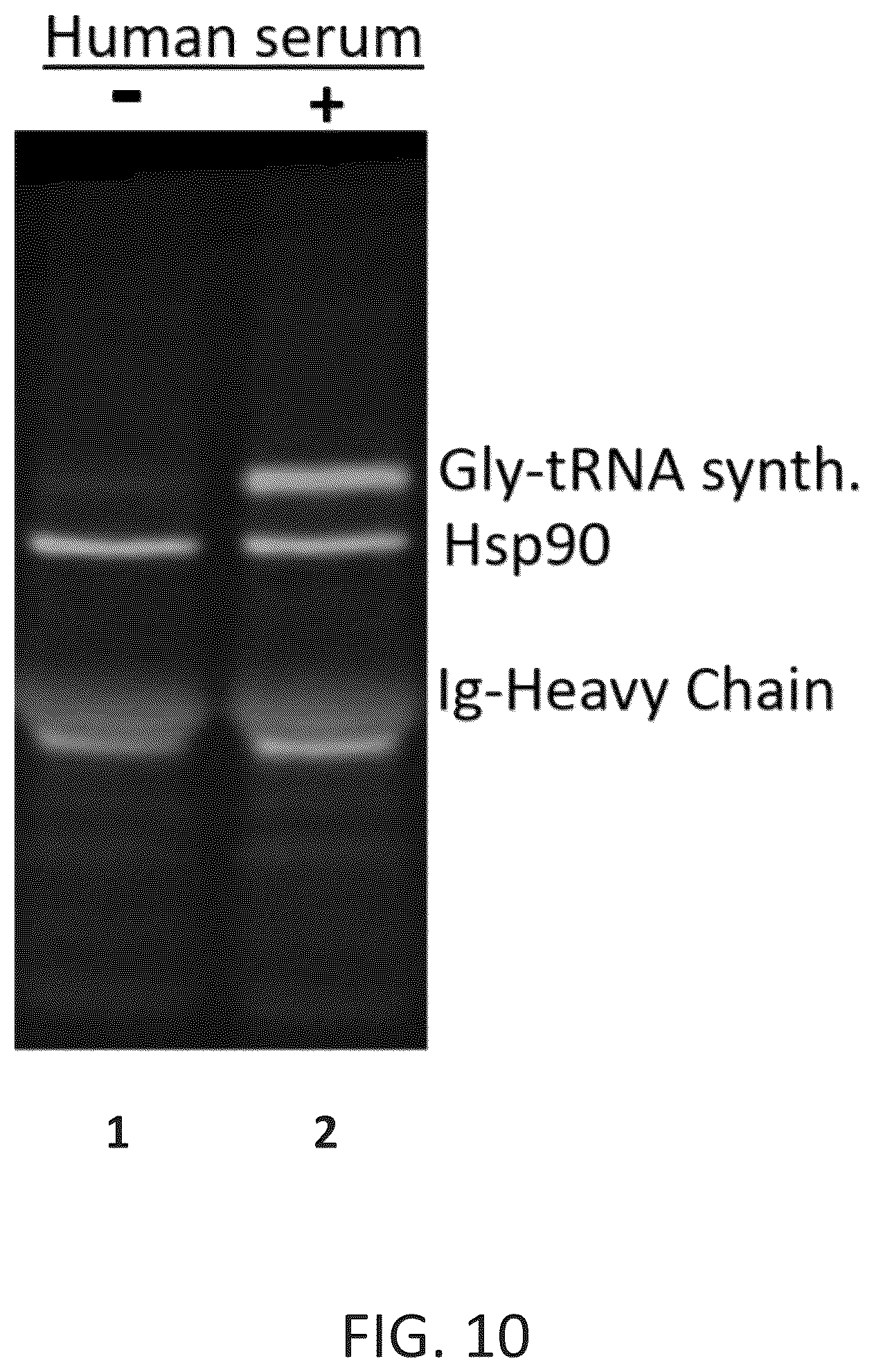 Patent US12590120 Figure 12 – Materials and methods for isolating self-antigen polypeptides