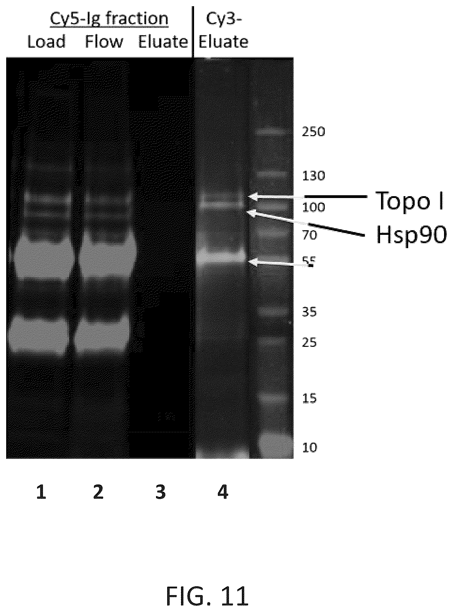 Patent US12590120 Figure 13 – Materials and methods for isolating self-antigen polypeptides
