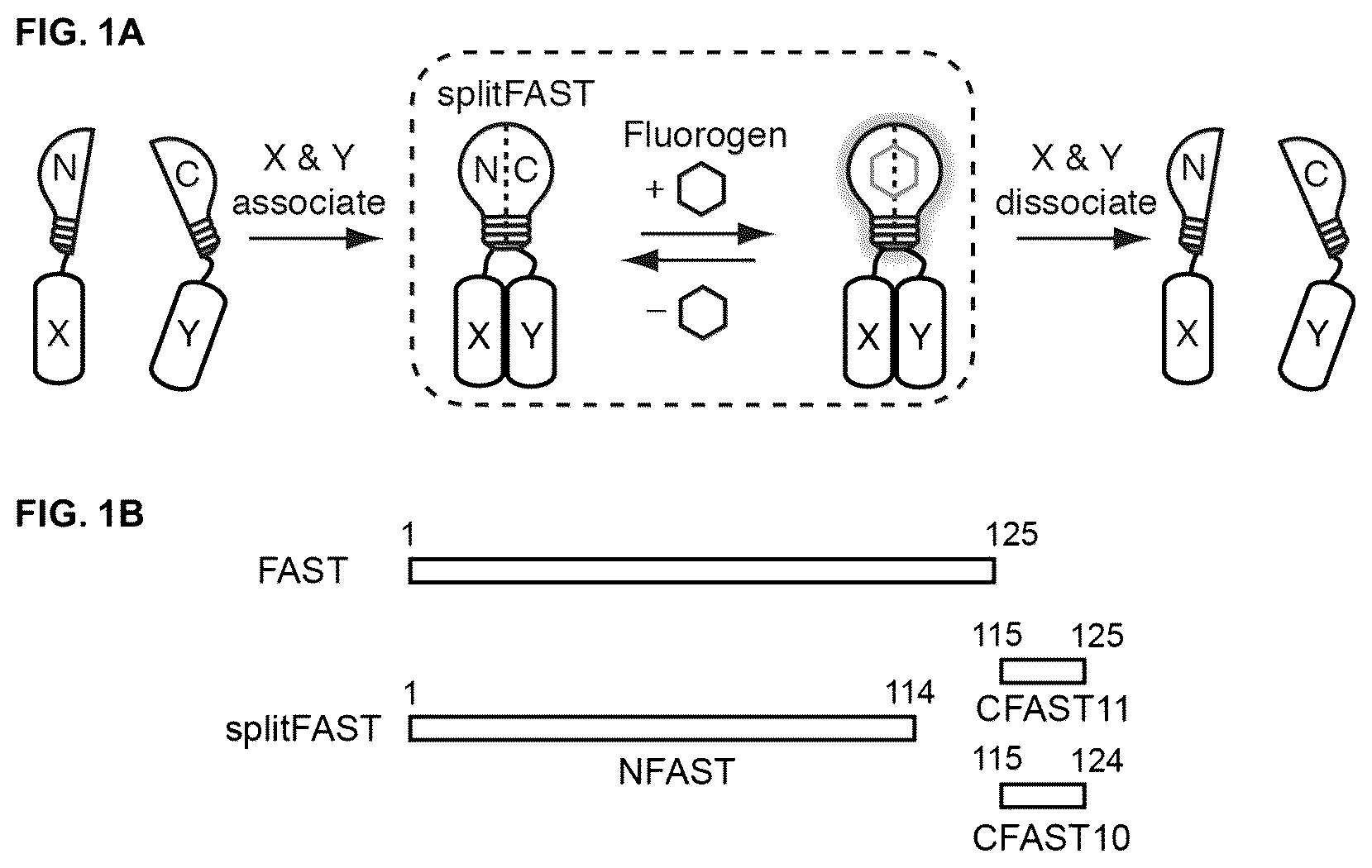 Patent US12590127 Figure 1 – Split photoactive yellow protein complementation system and uses thereof
