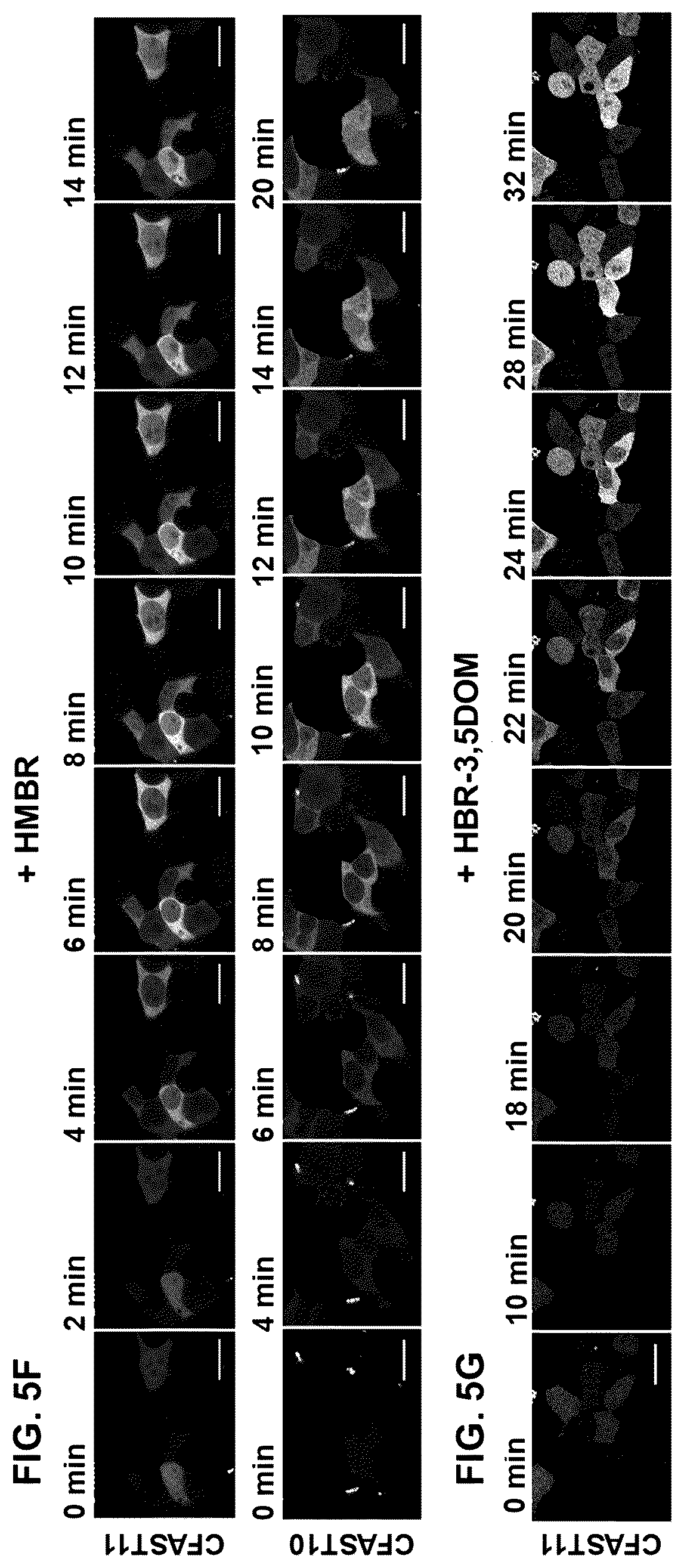 Patent US12590127 Figure 6 – Split photoactive yellow protein complementation system and uses thereof
