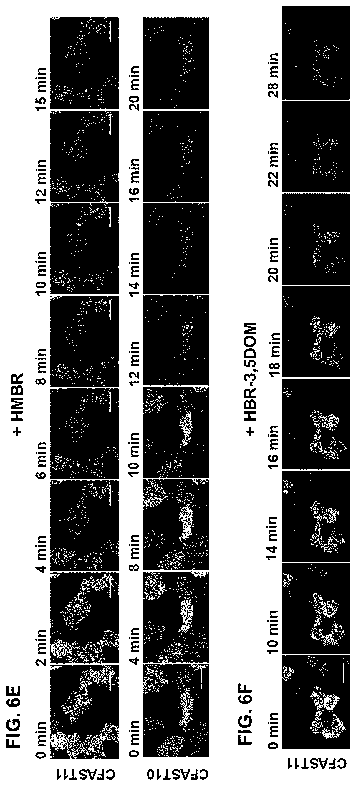Patent US12590127 Figure 8 – Split photoactive yellow protein complementation system and uses thereof