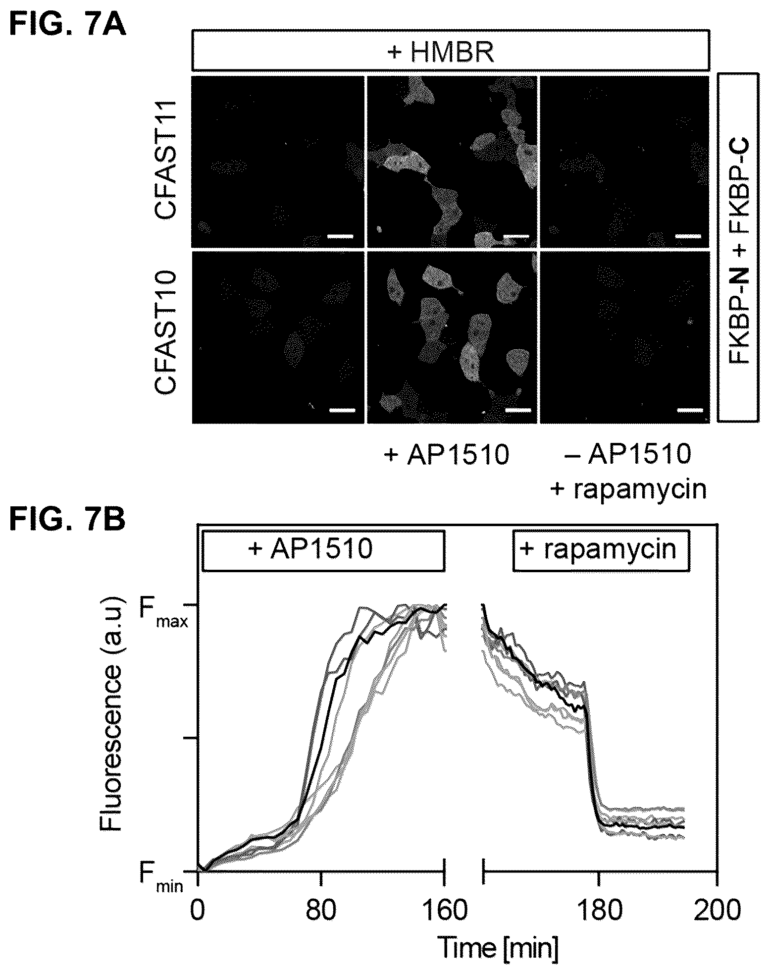 Patent US12590127 Figure 9 – Split photoactive yellow protein complementation system and uses thereof