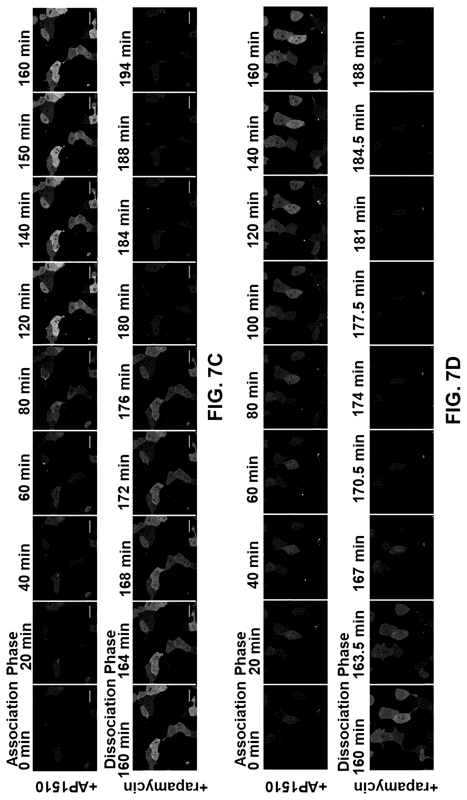 Patent US12590127 Figure 10 – Split photoactive yellow protein complementation system and uses thereof