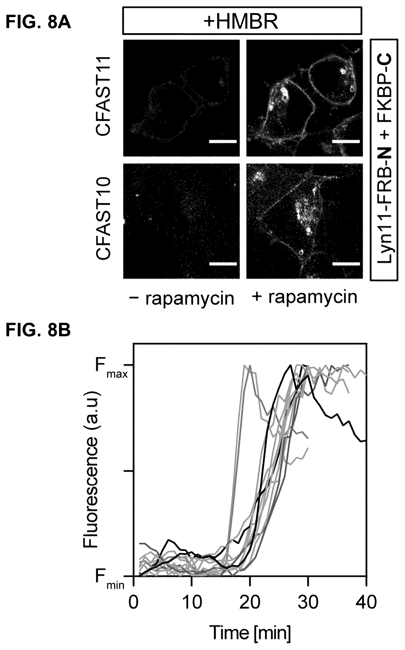 Patent US12590127 Figure 11 – Split photoactive yellow protein complementation system and uses thereof
