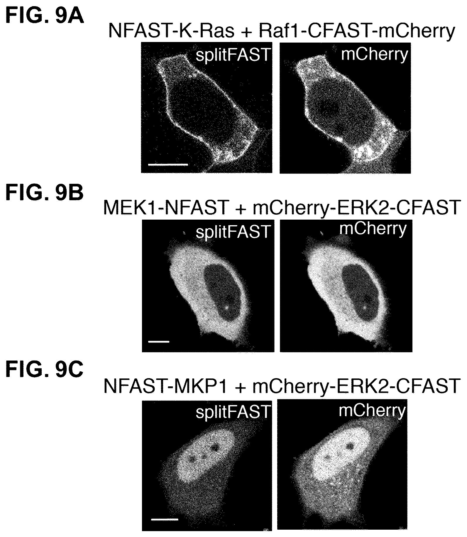 Patent US12590127 Figure 12 – Split photoactive yellow protein complementation system and uses thereof