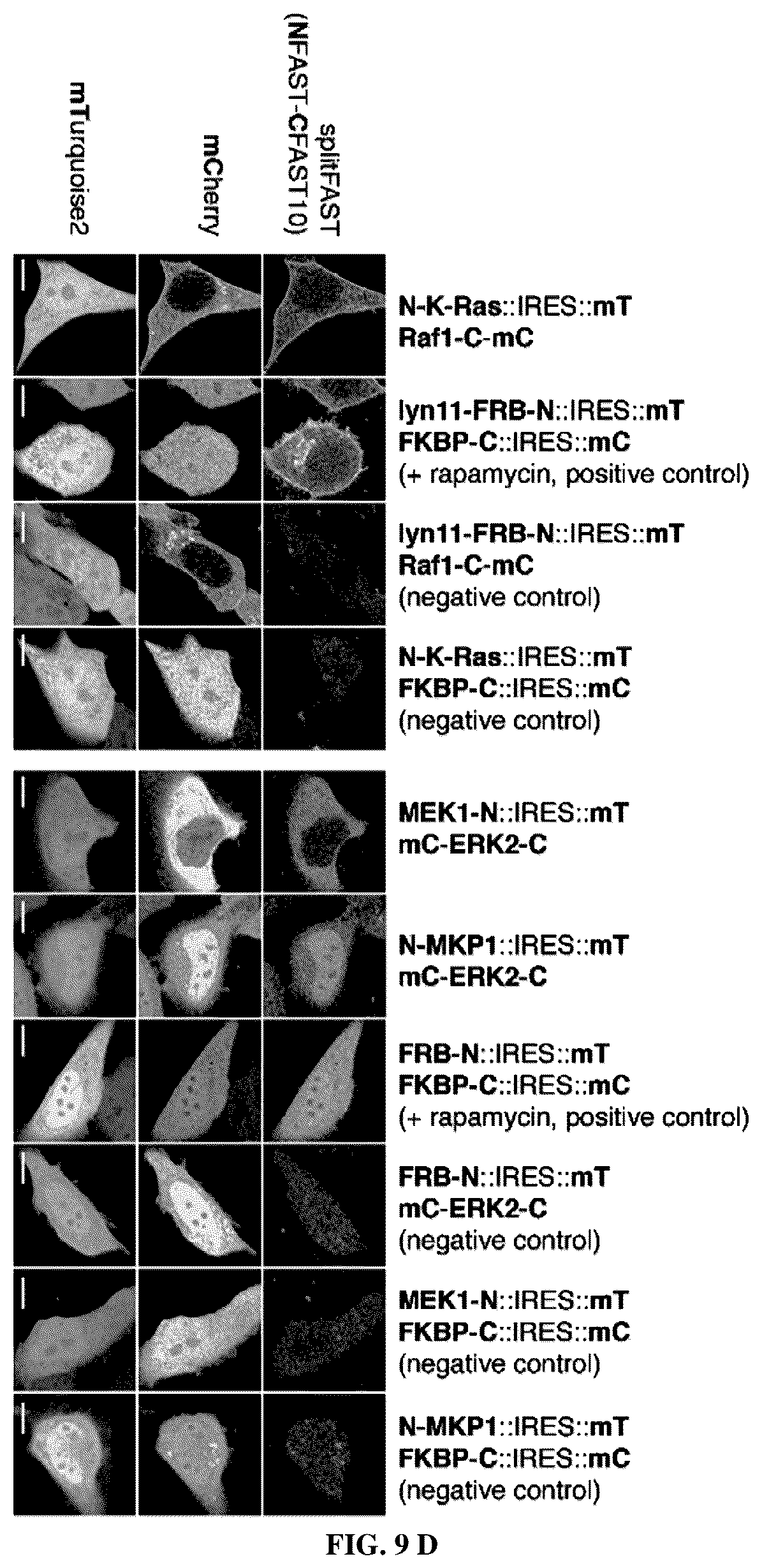 Patent US12590127 Figure 13 – Split photoactive yellow protein complementation system and uses thereof