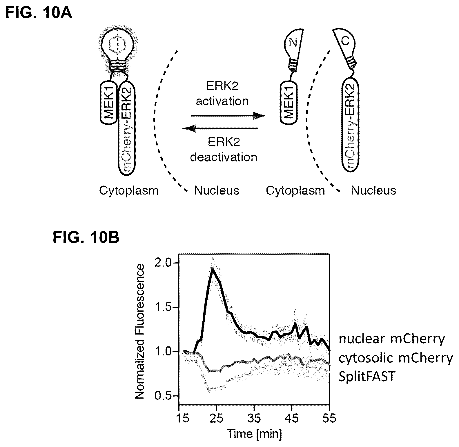 Patent US12590127 Figure 14 – Split photoactive yellow protein complementation system and uses thereof