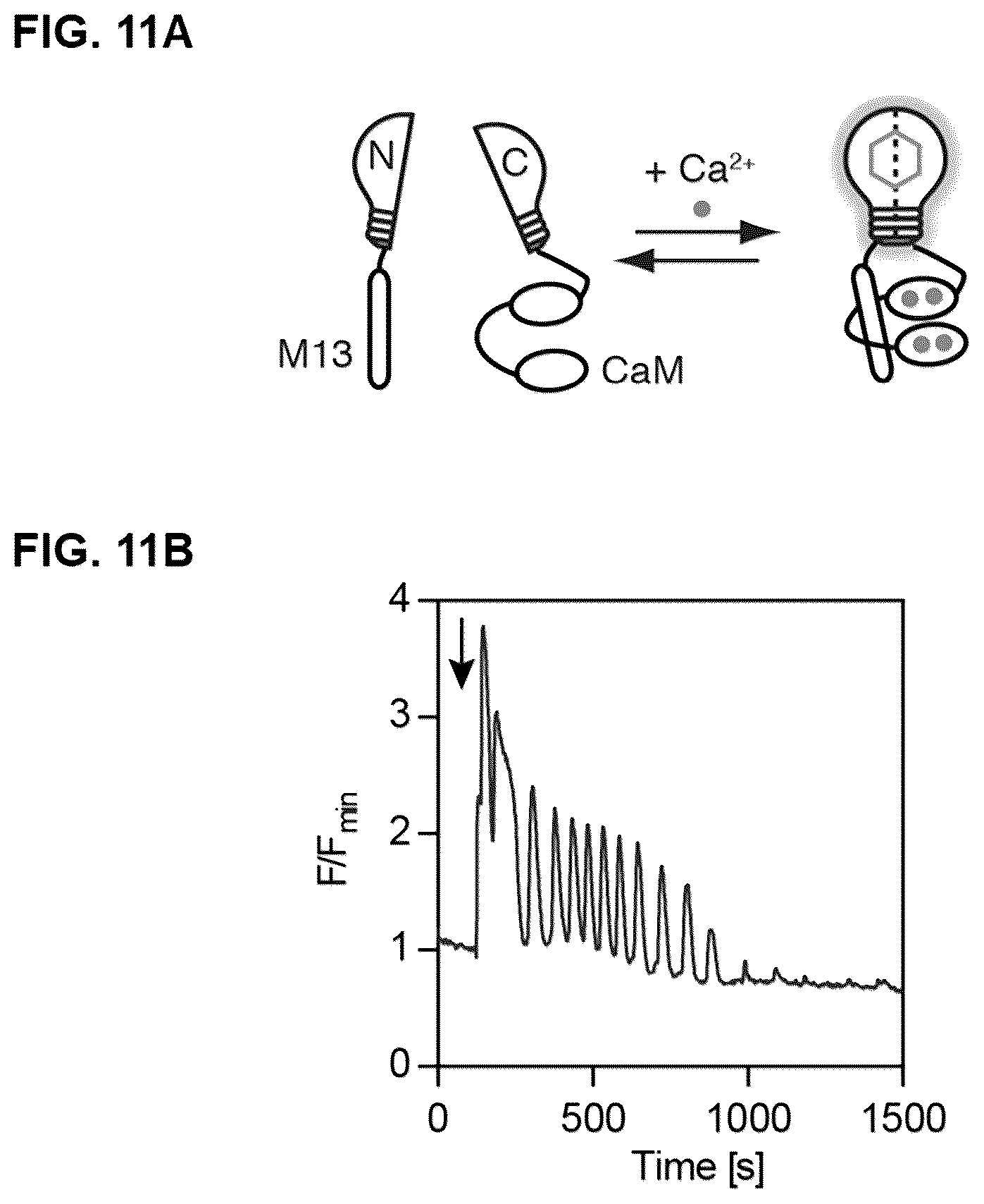 Patent US12590127 Figure 15 – Split photoactive yellow protein complementation system and uses thereof