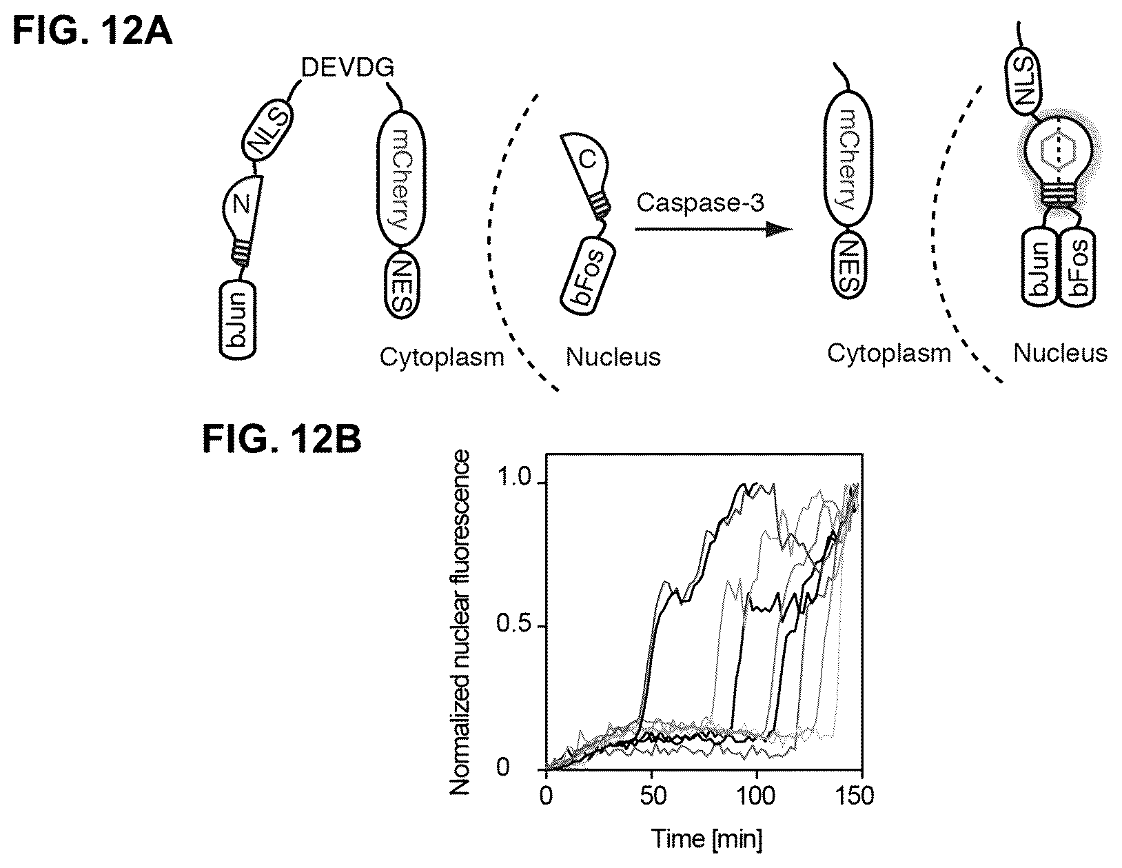 Patent US12590127 Figure 16 – Split photoactive yellow protein complementation system and uses thereof