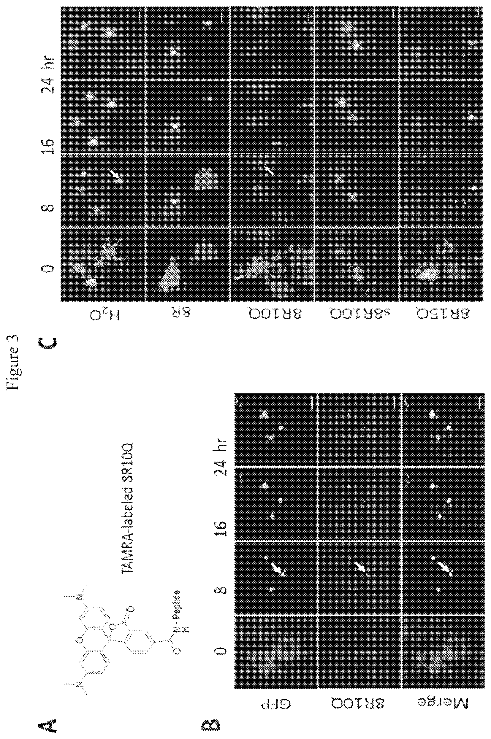 Patent US12590130 Figure 4 – Bipartite molecules and uses thereof in treating diseases associated with abnormal protein aggregates