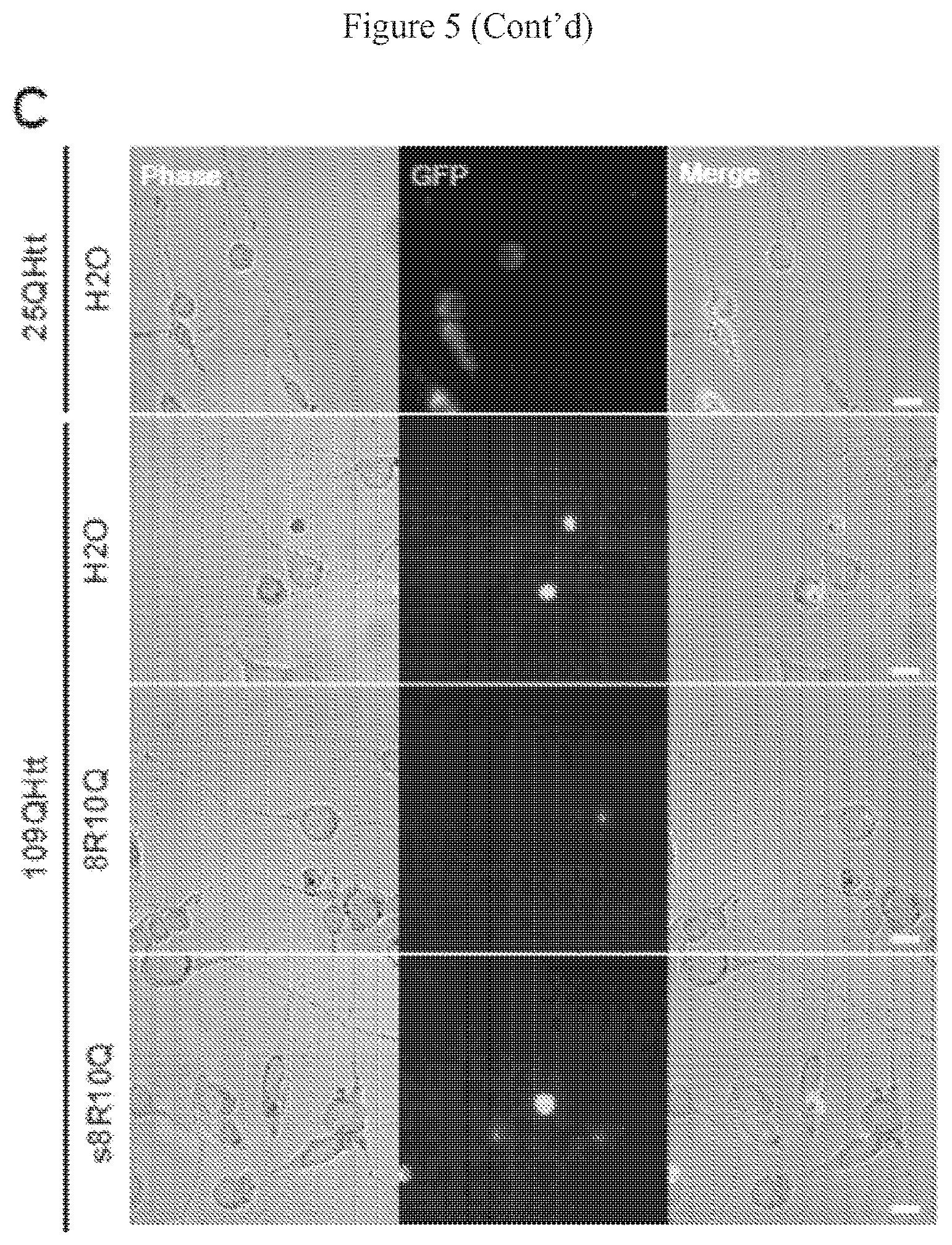 Patent US12590130 Figure 10 – Bipartite molecules and uses thereof in treating diseases associated with abnormal protein aggregates