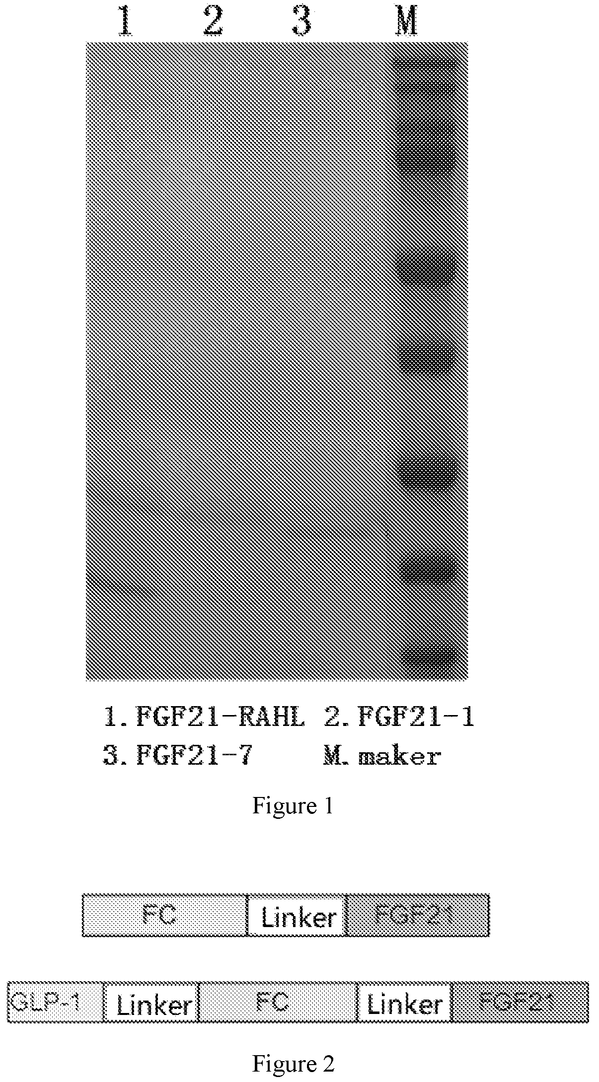 Patent US12590132 Figure 1 – FGF21 variant polypeptide molecules and application thereof