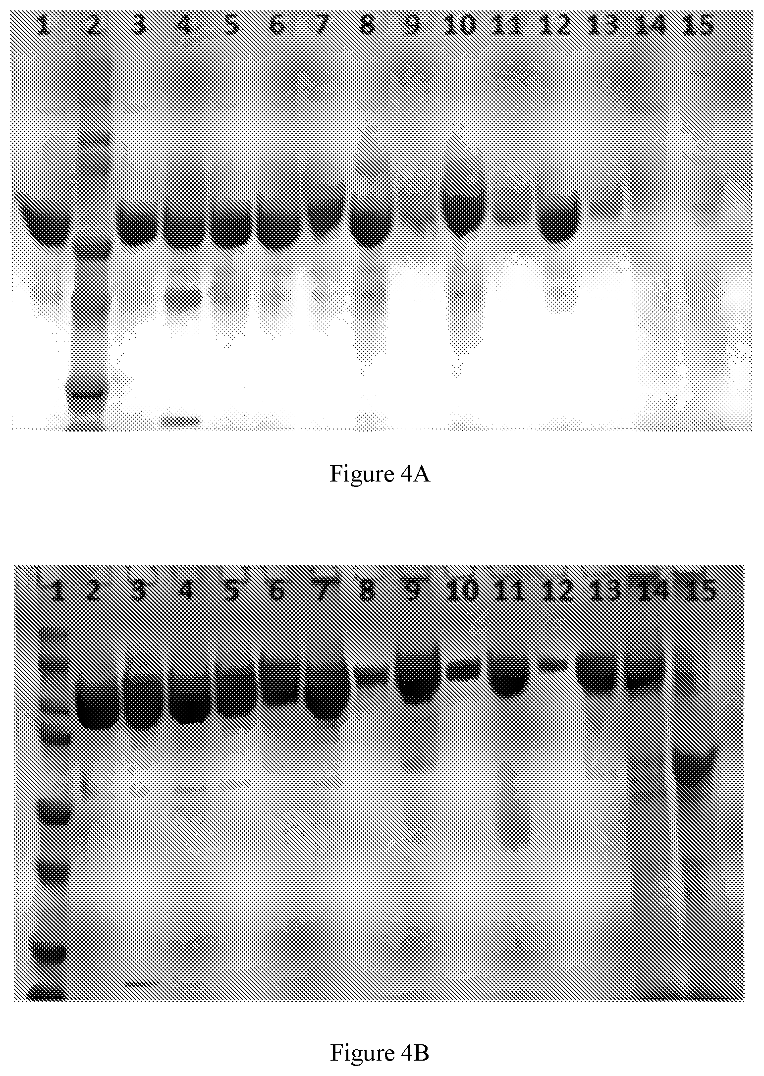 Patent US12590132 Figure 10 – FGF21 variant polypeptide molecules and application thereof