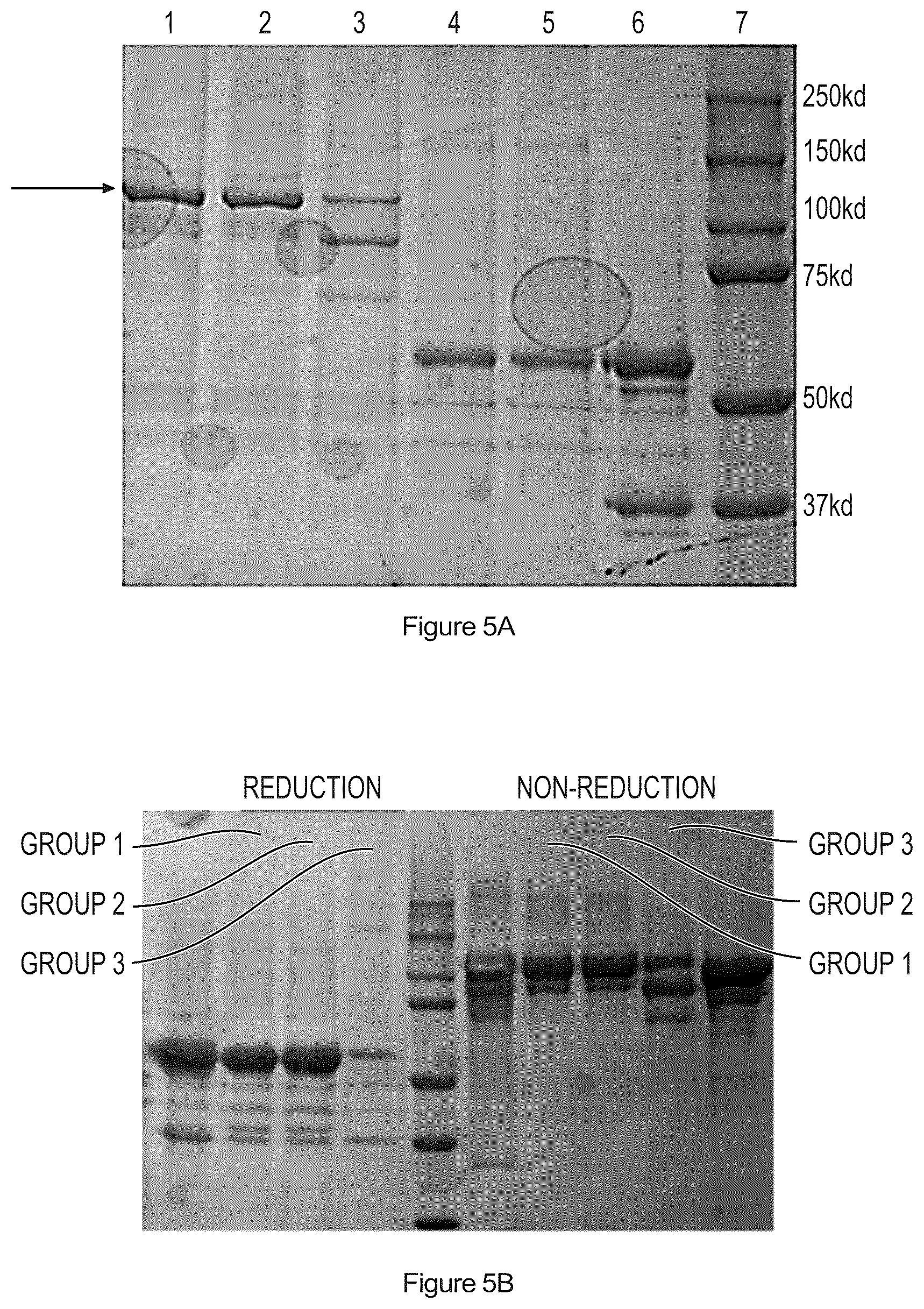 Patent US12590132 Figure 11 – FGF21 variant polypeptide molecules and application thereof