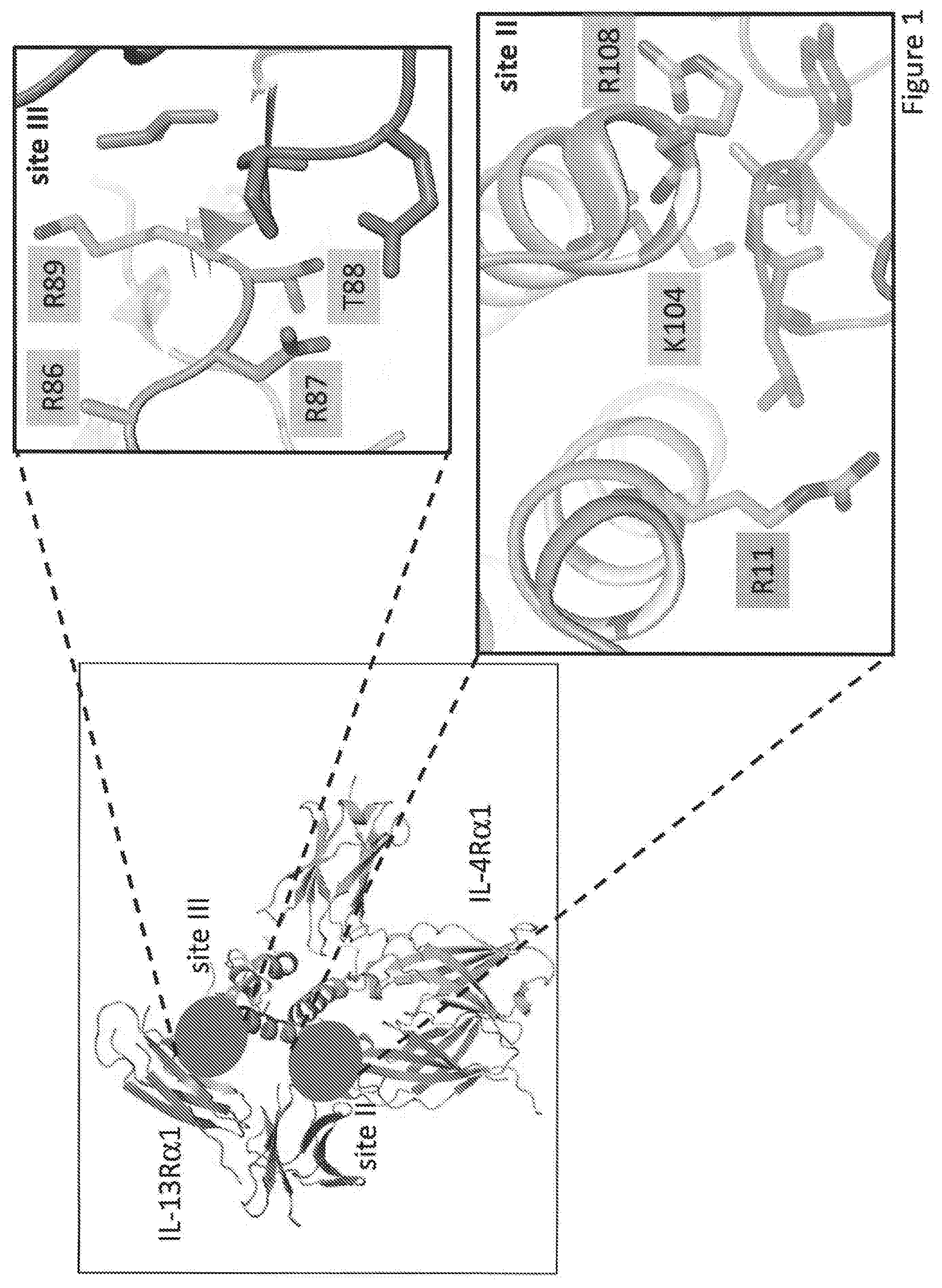 Patent US12590133 Figure 1 – IL-13/IL-4 superkines: immune cell targeting constructs and methods of use thereof